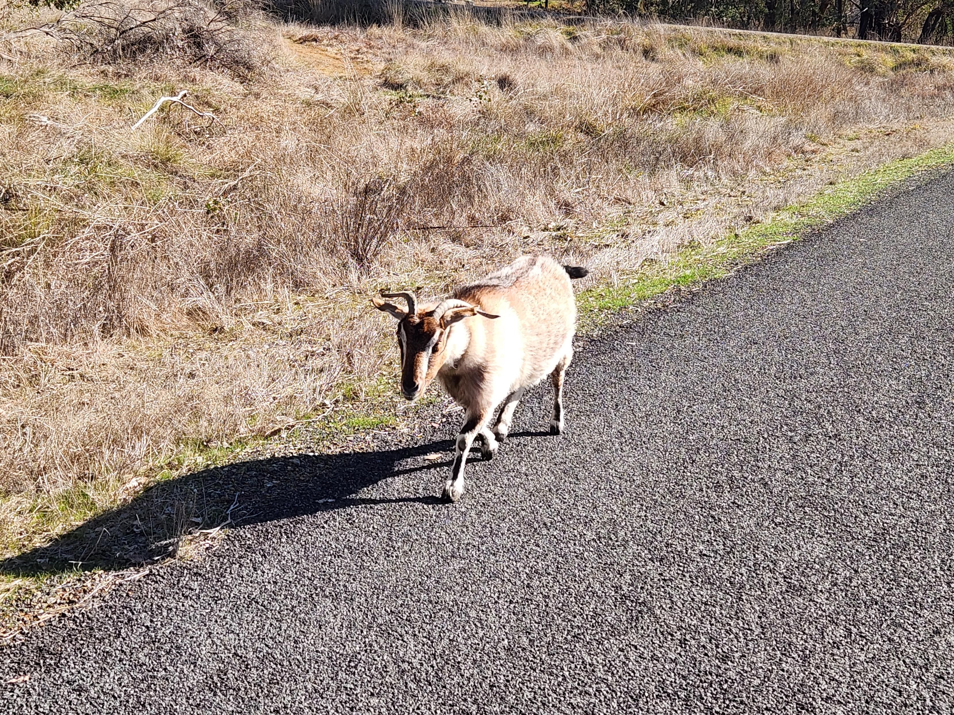 An extremely handsome girl goat on a sealed path in the sun. Totally random.😂