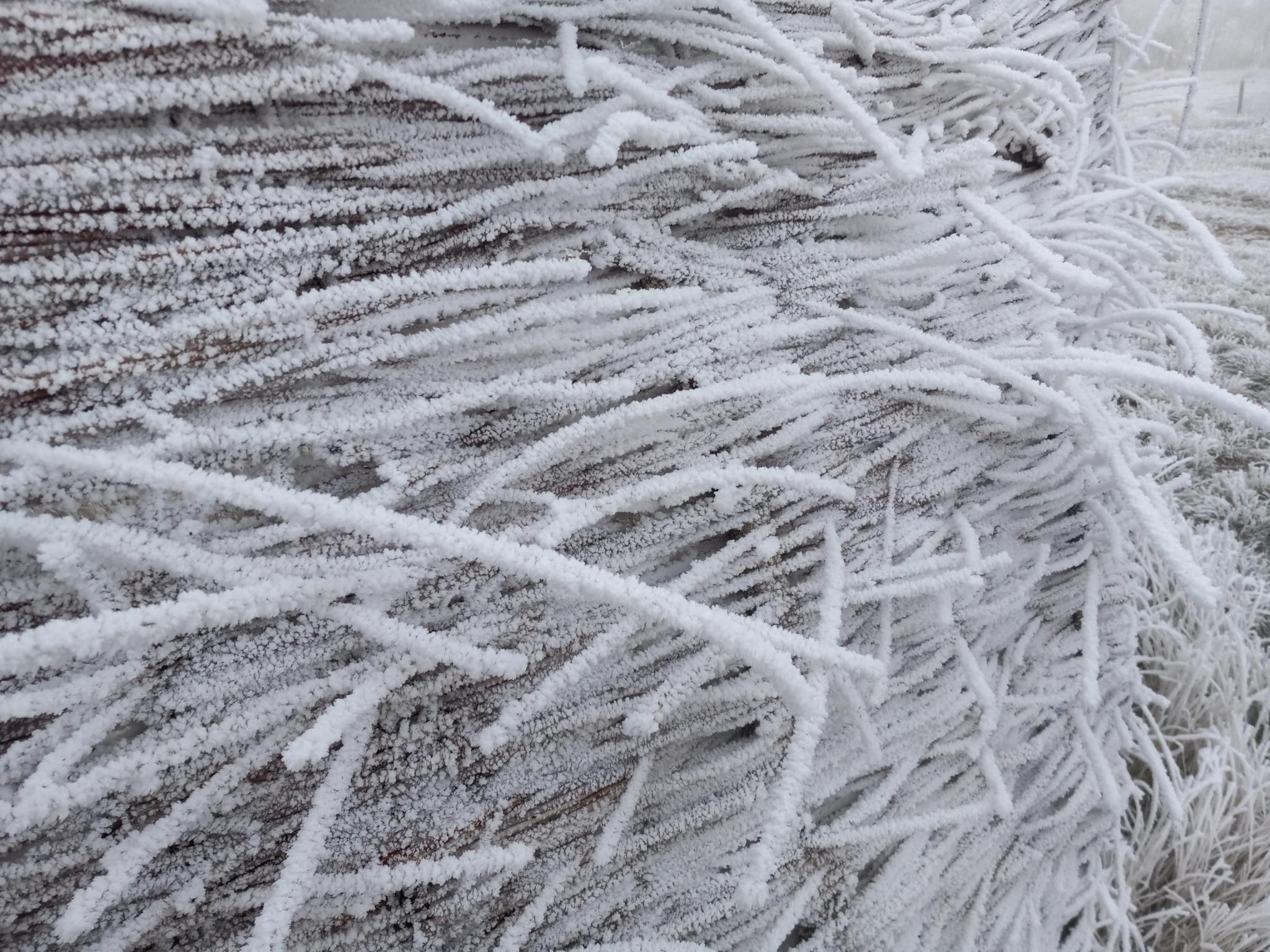 A closer-up view of the willow fence, showing how completely coated in frost all the sticks are.  