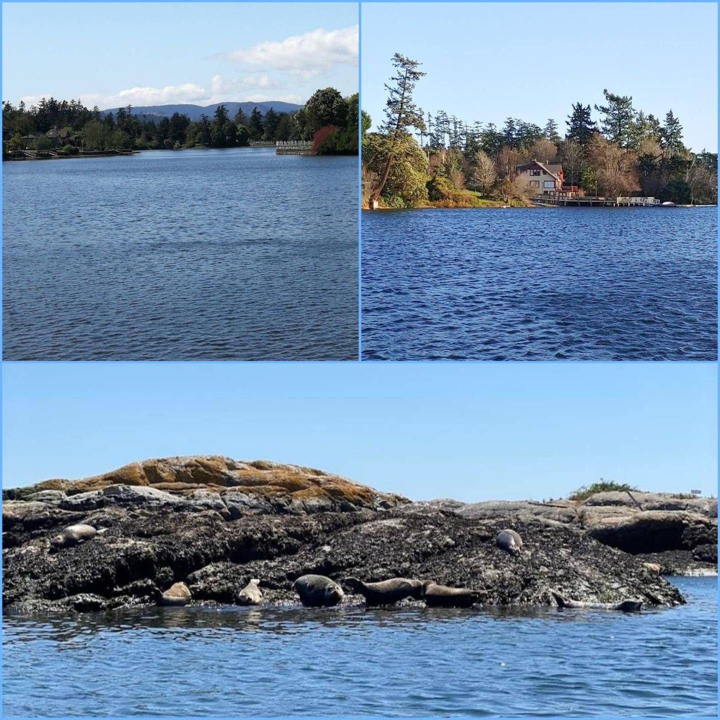 Three-part composite photo depicting a body of water with the top left showing a view of the water and distant treeline with mountain background, the top right view shows a treeline, water, and a house on the edge of the water and the bottom view shows a rock outcropping with several seals lounging on it with rippled water in the foreground and clear blue sky.