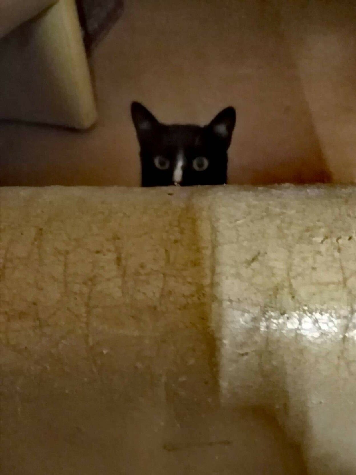 Emma, a tuxedo cat, sits on the floor,  peeping upwards, only visible from the nose up over the arm of fhe couch.