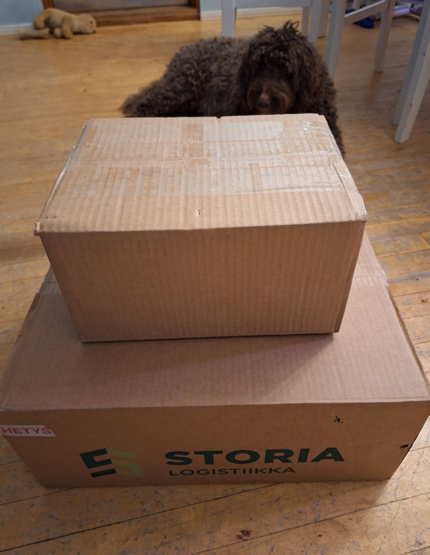 Lattialla kaksi isoa pahvilaatikkoa, josta isomman kyljessä lukee Storia logistiikka. Laatikoiden taustalla makoilee ruskea pörröinen koira. Taustalla näkyy sen pehmolelu.