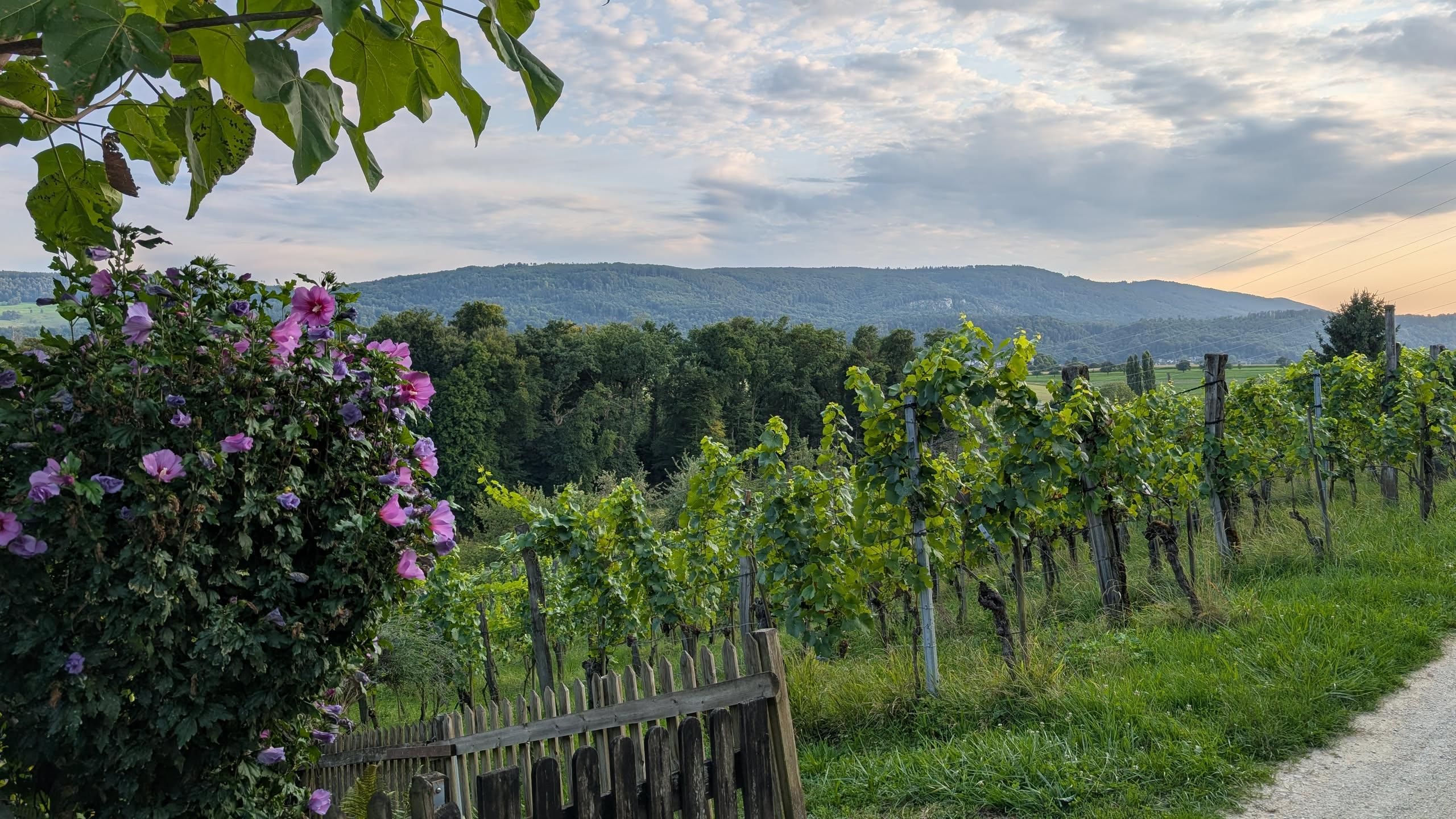 Photo of a hill or mountain in the distance under a slightly cloudy evening sky. In the foreground, violet flowers on the left and a small vineyard on the right.