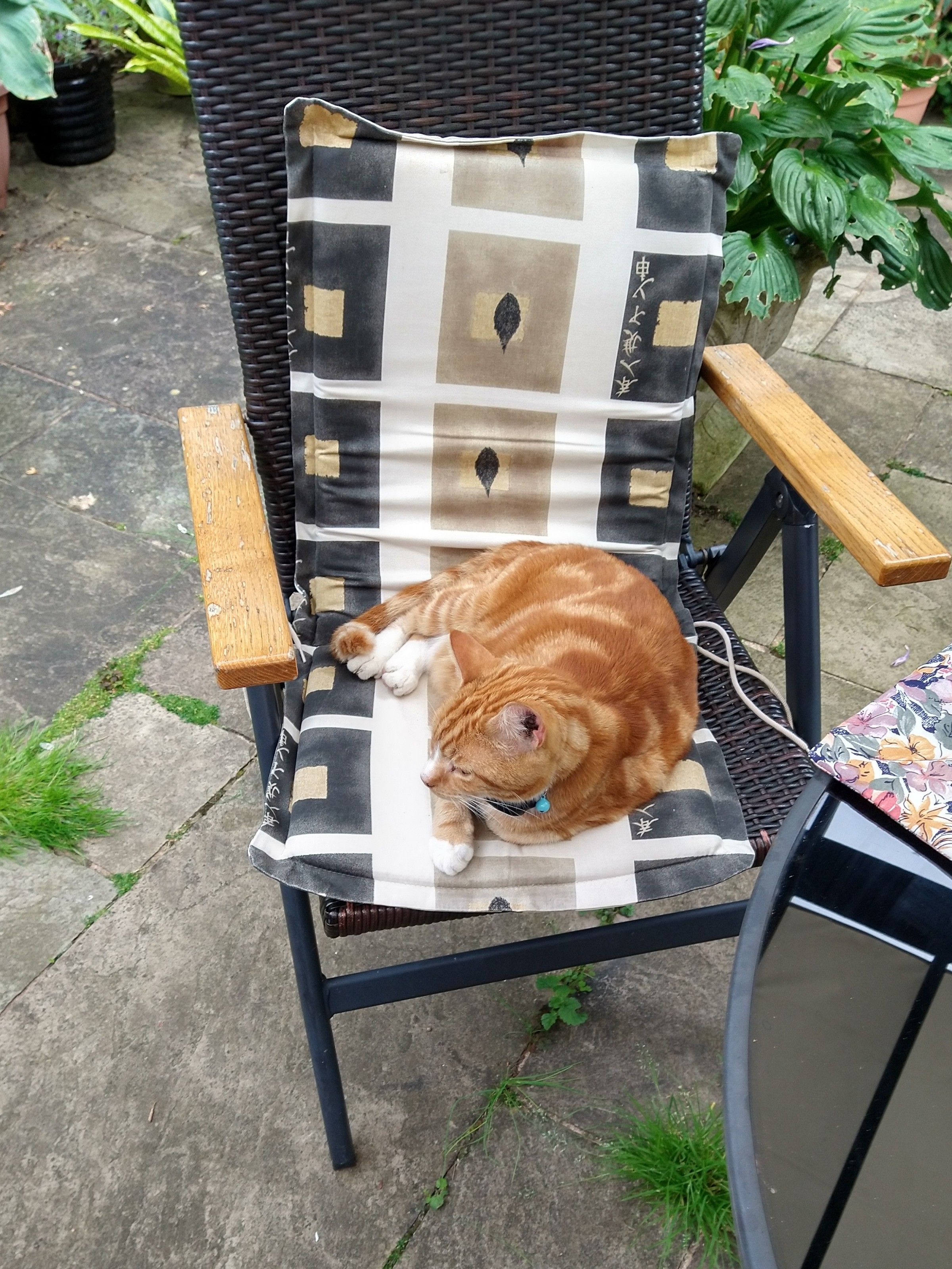 Oscar ginger tom cat resting on a garden chair 