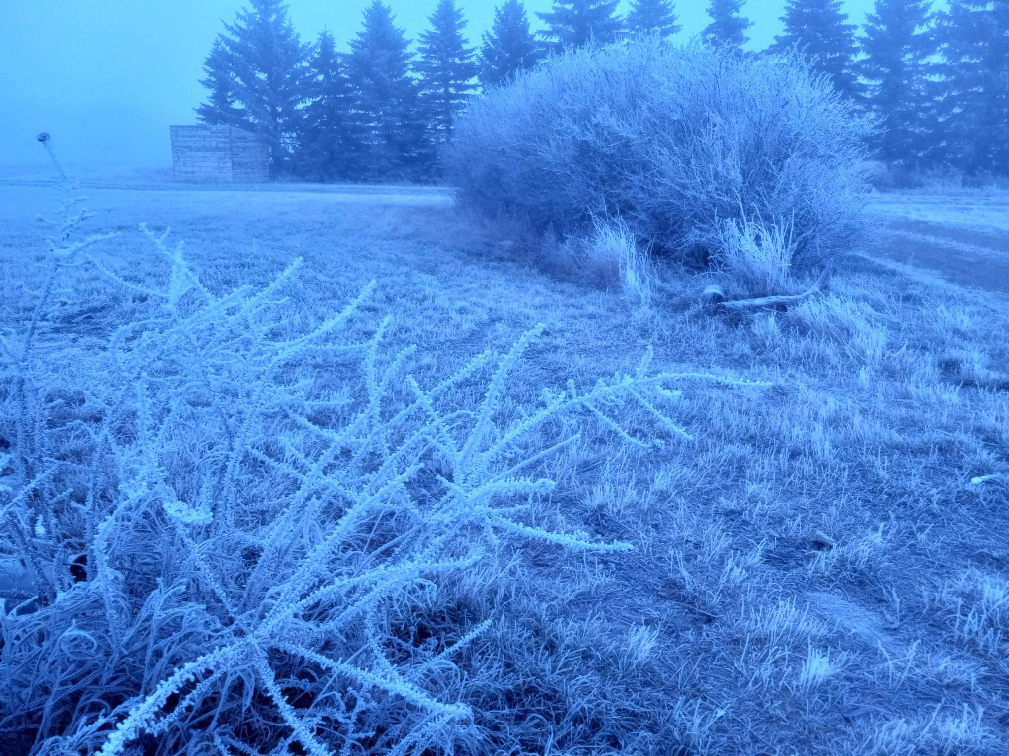 Looking across a yard that is 100% covered with frost.  Every branch, twig, and blade of grass.  There's a bare rose bush up close that looks like a sea creature, and weird white bare shrubs and trees in the background.  The sky is white with fog.