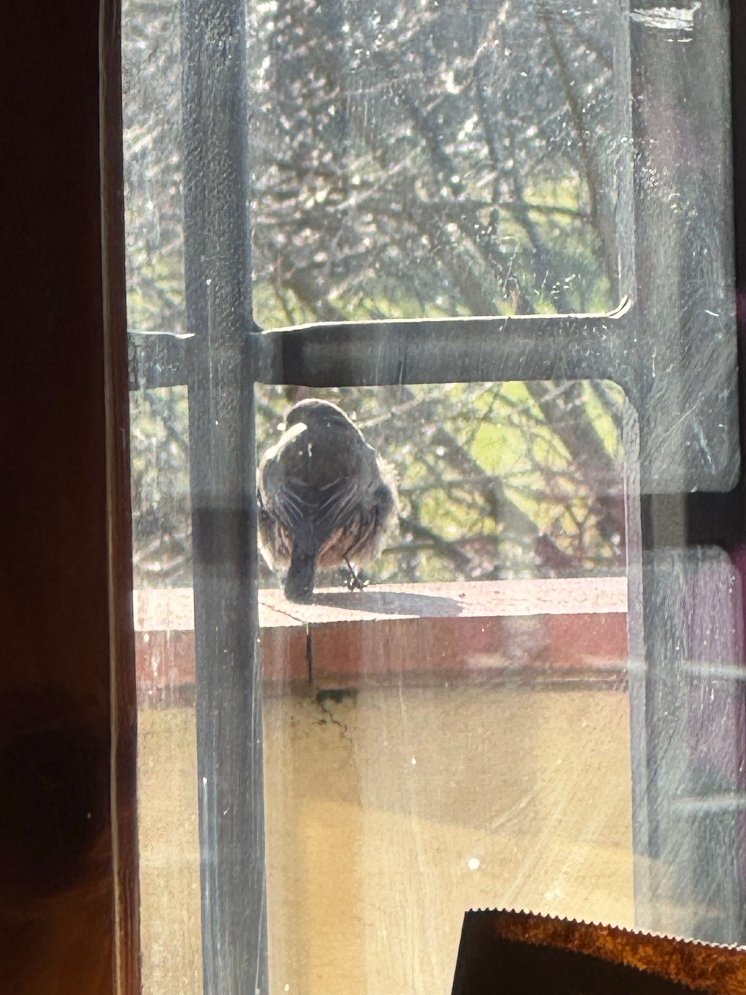 Codirosso spazzacamino femmina, visto di spalle, sul muretto del mio balcone. 