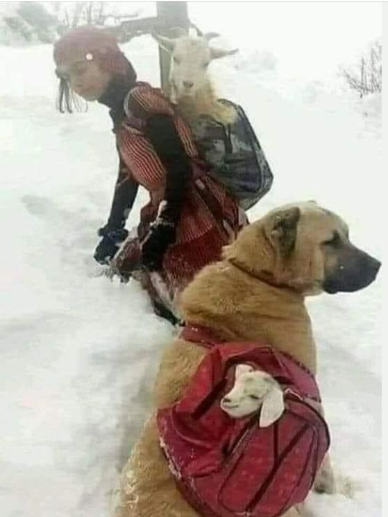 A woman carries a goat in a backpack through meters of snow. She is followed by a dog carrying a rucksack with the baby goat
