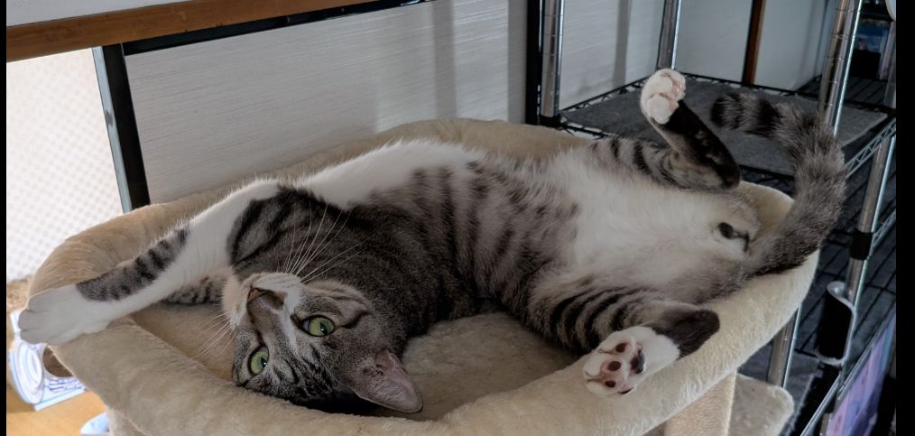 A grey and white tabby cat twisted so his back legs are pointing at the camera whilst his front legs are pointing the opposite direction.