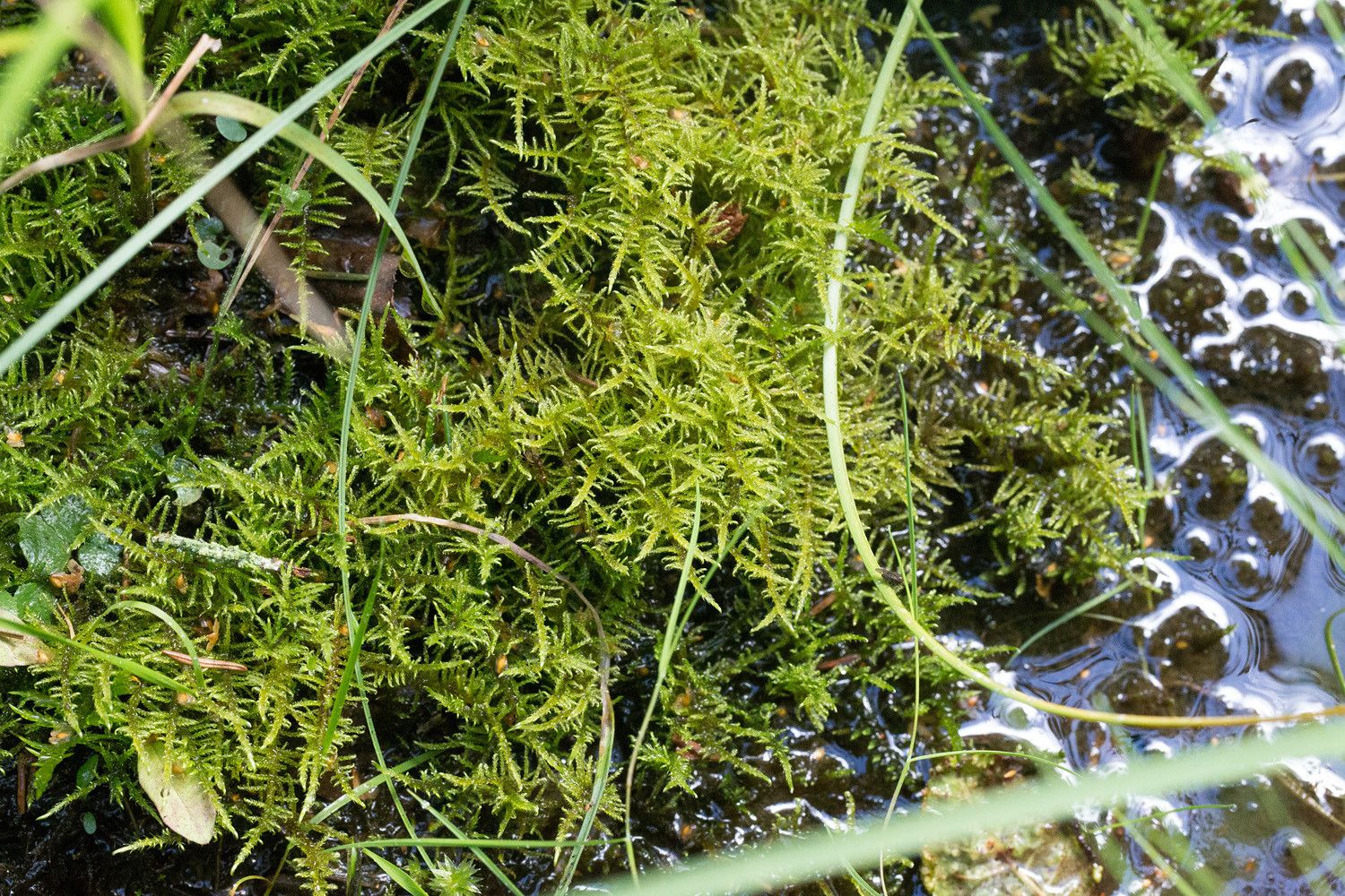 Sirohuurresammal (Cratoneuron filicinum) lähteikön vedessä.