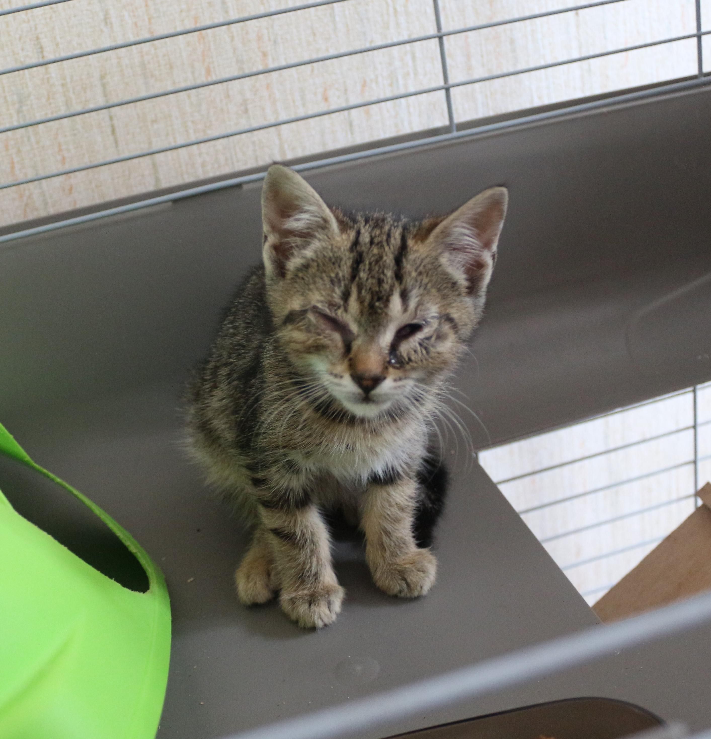 La chatonne tigrée, les paupières bouffies et les yeux presque fermées, humides de l'infection. Elle est assise sur la deuxième plateforme d'une très grande cage à cochon d'inde.
