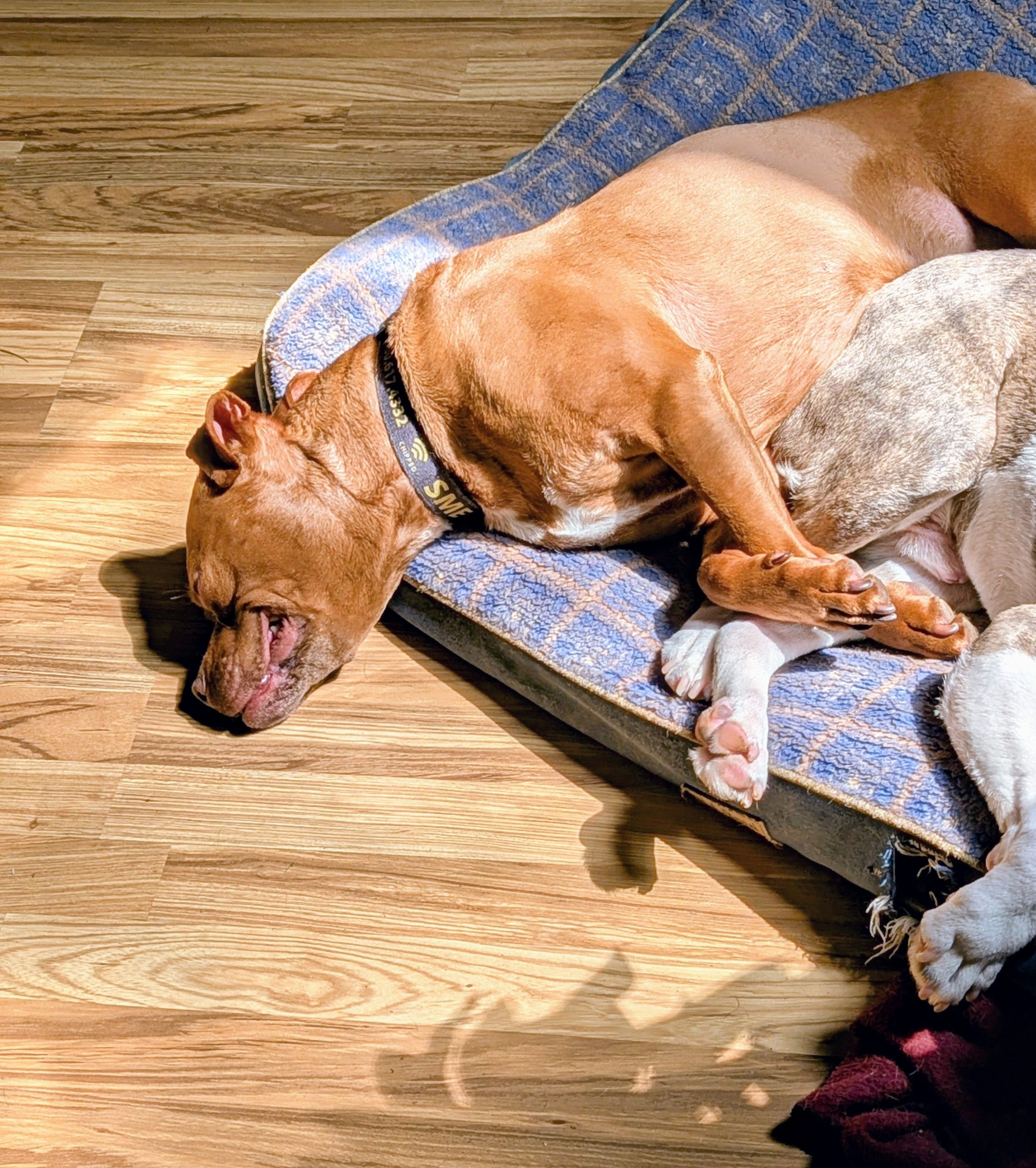 A tan medium sized Pitbull lays on a dog bed with his head hanging off the side onto the floor. Next to him is another dog,  white legs and gray brindle body are on the dog bed. They are laying in a sunspot, and on the floor is the shadow of a house plant.