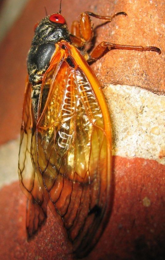 Picture of a cicada on a brick wall. The insect has red eyes and orange wings.