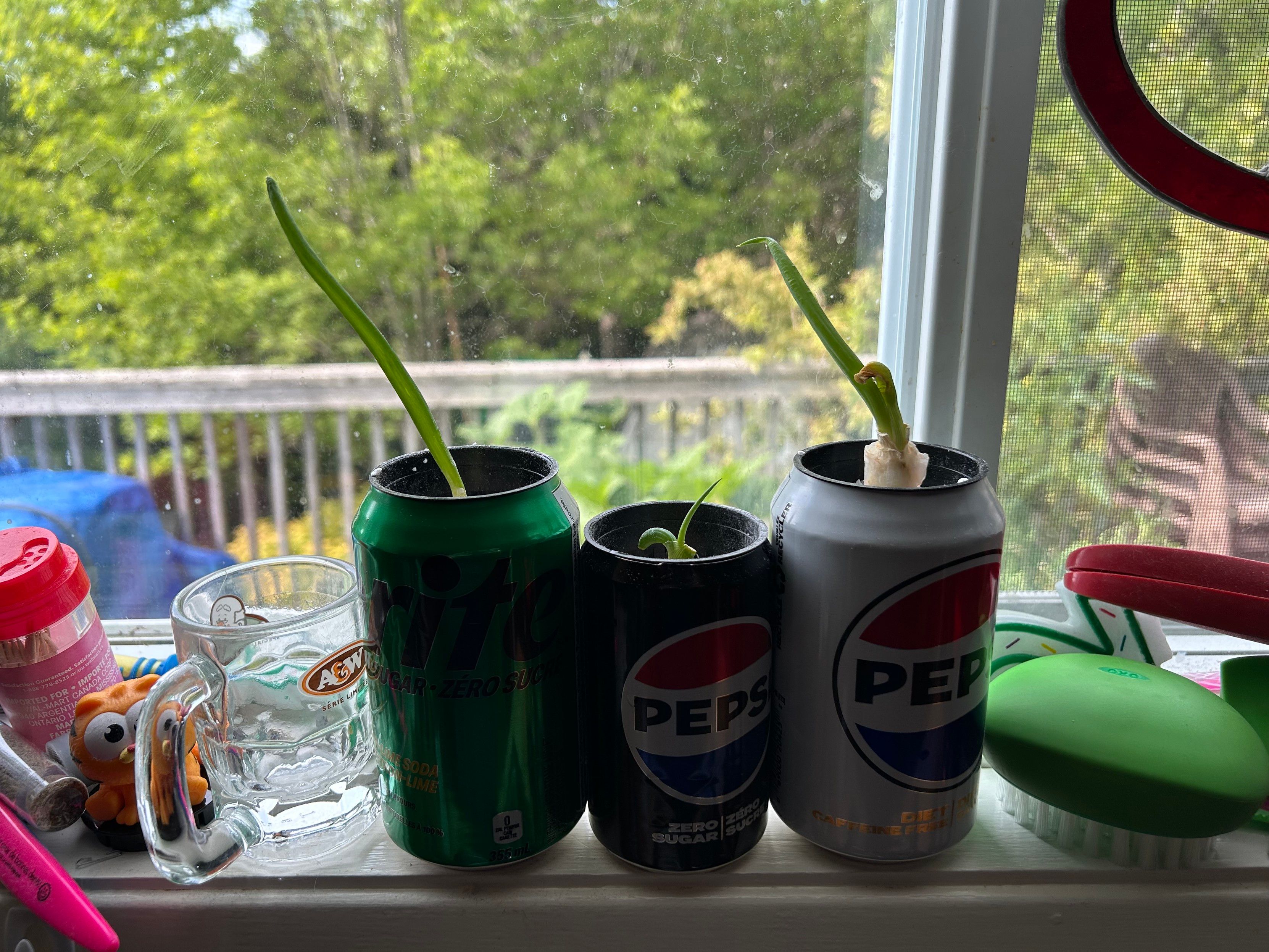 Close up picture of 3 soda cans with their top cut off, sitting in a kitchen window ledge, with the green toos of green onions sticking out above them. 
