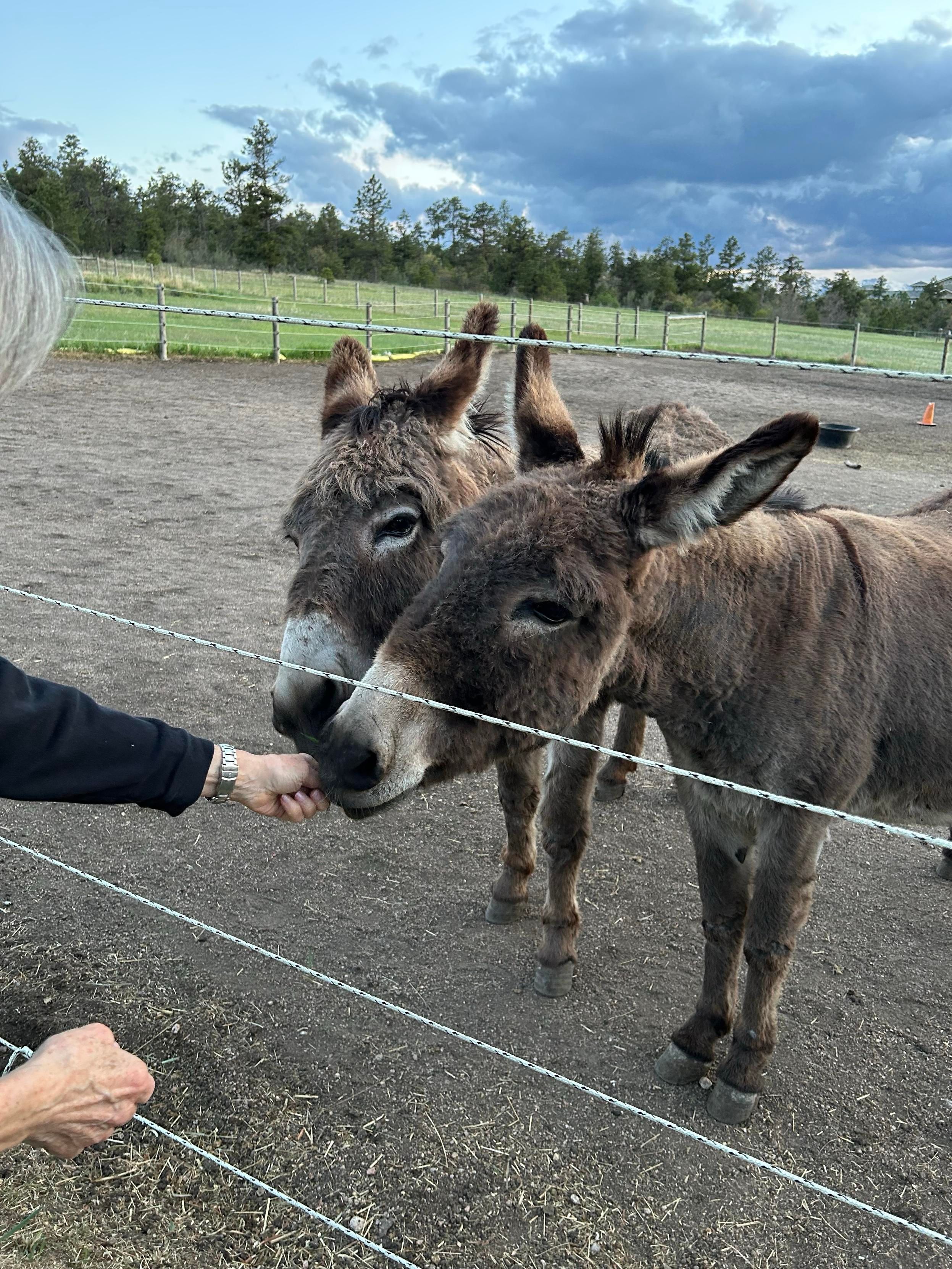 Two donkeys with their heads right together nibbling on a handful off grass being extended to them through a fence. 