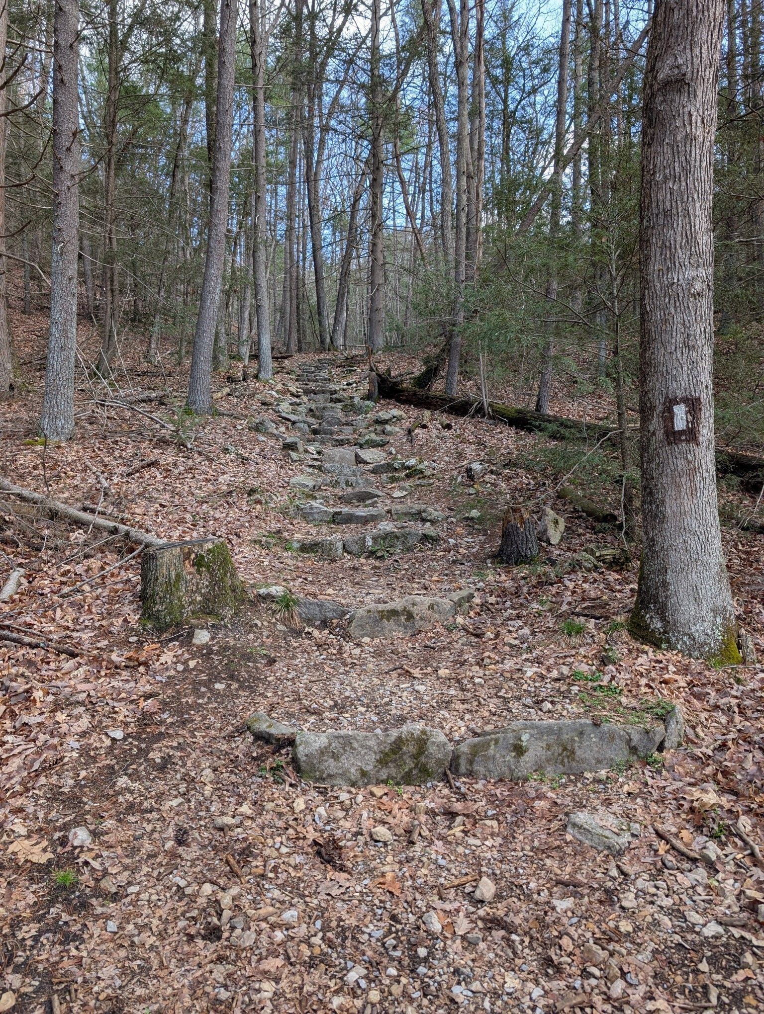 A rugged, rocky staircase covered in leaves from last autumn mounts a steep, jagged slope. Steps are made of compacted earth with risers made of 2-4 stones each, set slightly lower in the middle of the tread allowing stormwater to cascade over the stairs and through the cracks between them during heavy rain events, dispersing the water's velocity and reducing rutting along the staircase.