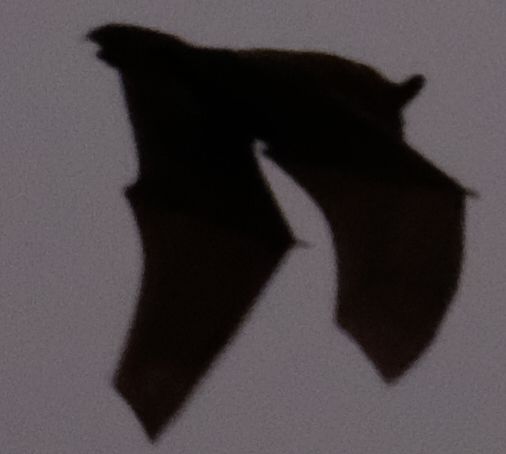 Foto sfocata di un pipistrello al crepuscolo