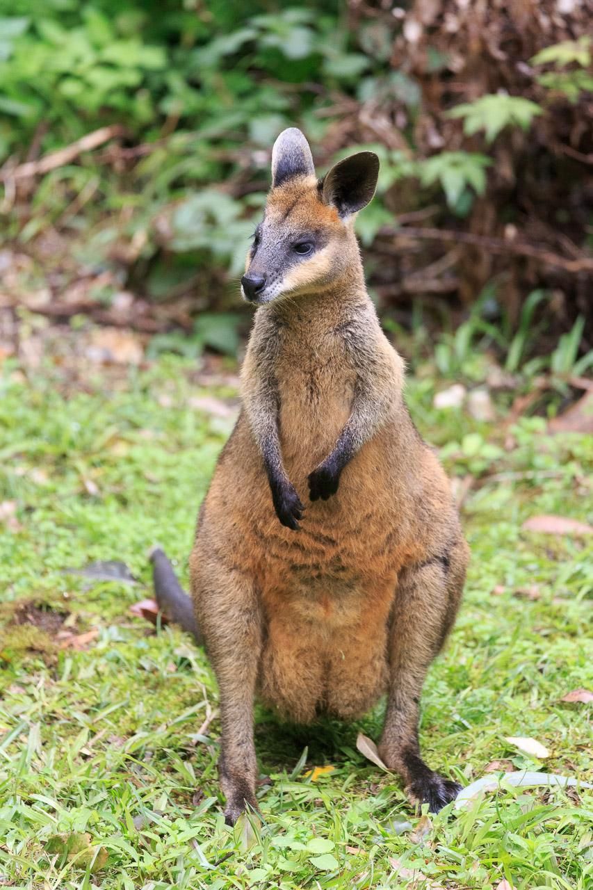 A female Swamp Wallaby standing up on her hind legs, head turned to the left of frame with her ears facing in opposite directions. She is a russet brown in colour with black paws, feet, tail and ears and a dark face with pale cheeks. 