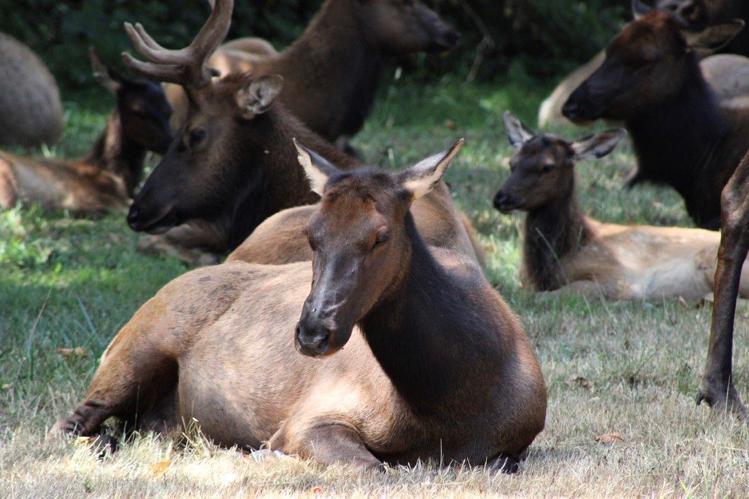 A group of elk resting on grass in a shaded area.