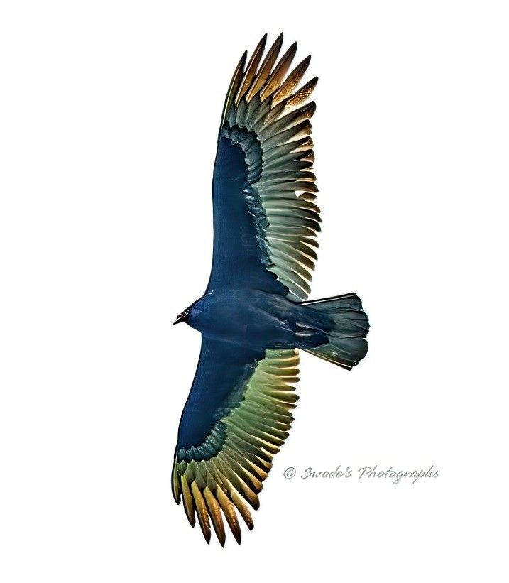 "A turkey vulture (Cathartes aura) soars overhead, its wings fully extended in a sweeping, aerodynamic arc that commands the frame. Captured from below against a stark white background, the bird’s silhouette is bold and unmistakable—broad wings, slightly upturned at the tips, and a body built for gliding on thermals with minimal effort.

The plumage is unexpectedly vibrant: deep blue feathers cloak the body and wings, while the outermost flight feathers shimmer with a gradient of iridescent hues—green melting into gold like sunlight refracted through storm clouds. The feather patterns are sharply defined, each one etched with texture and motion, revealing the intricate architecture that allows this scavenger to ride the wind with eerie grace.

The vulture’s pose is dynamic, mid-glide, as if frozen in a moment of silent surveillance. Its head is small and streamlined, tucked into the posture of flight, and though the face isn’t visible, the overall form evokes a sense of purpose and quiet mastery of the skies.

The plain white background isolates the bird, turning its flight into a kind of living sculpture—every curve, every color, every feather elevated into focus. The watermark “© Swede’s Photographs” rests in the bottom right corner, a subtle signature to this arresting portrait of motion and form." - Copilot