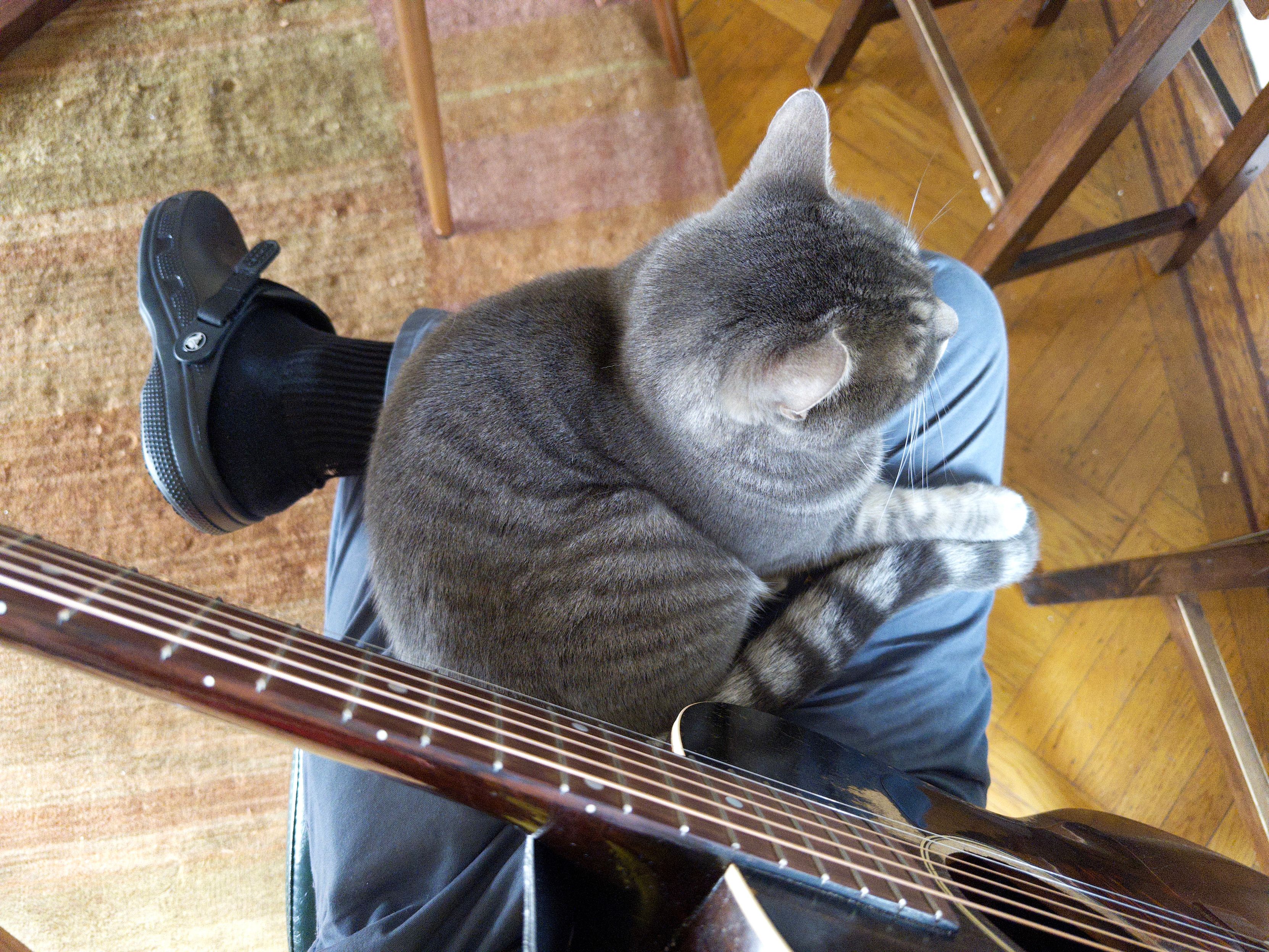 View from above of a lap, containing an acoustic guitar and an unbothered cat