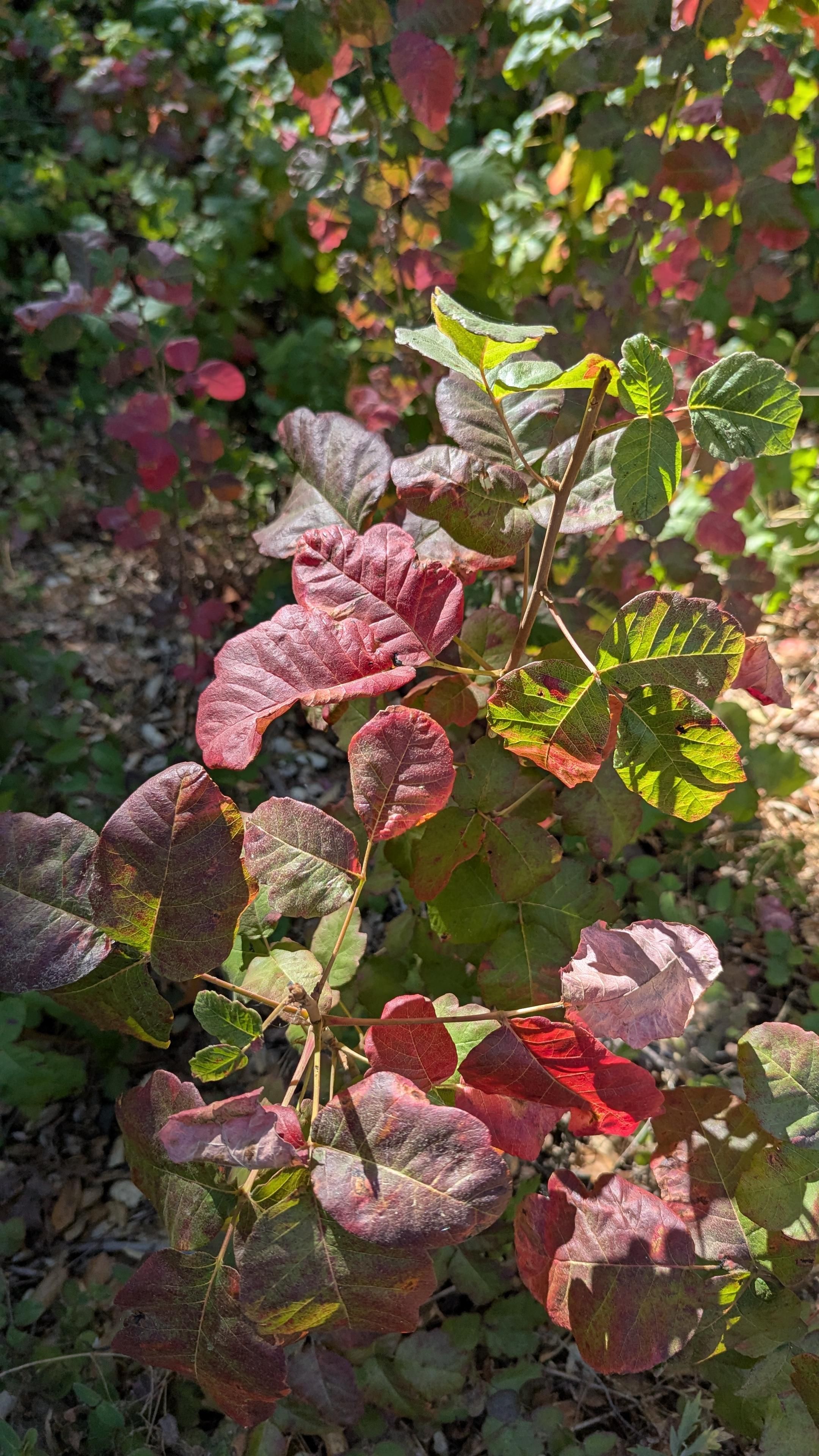 Poison oak leaves changing colors to lovely shades of red.