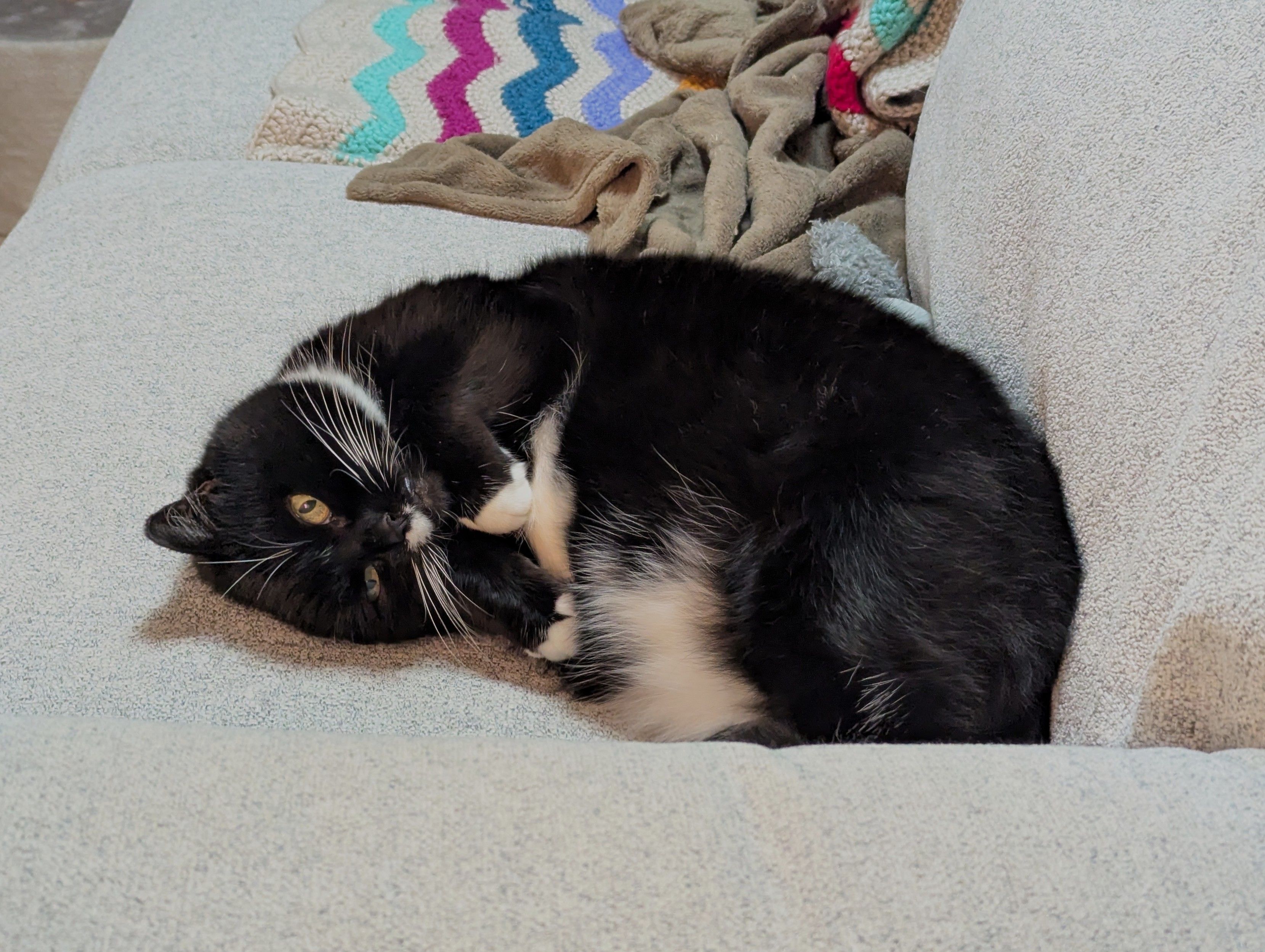 Patsy, a whiskery tuxedo cat, is lying on her side on a sofa, her front paws tucked up to her chest. Her secret white belly flash is on display. She is looking upside-down at the camera.