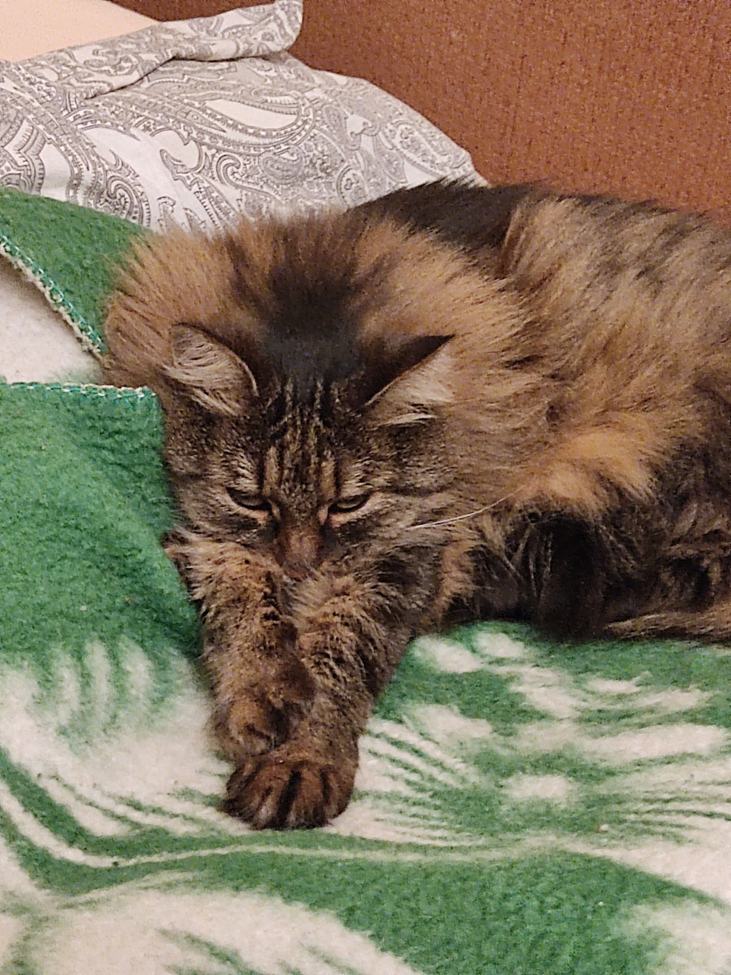 Gatta appena sveglia si stira sul letto 