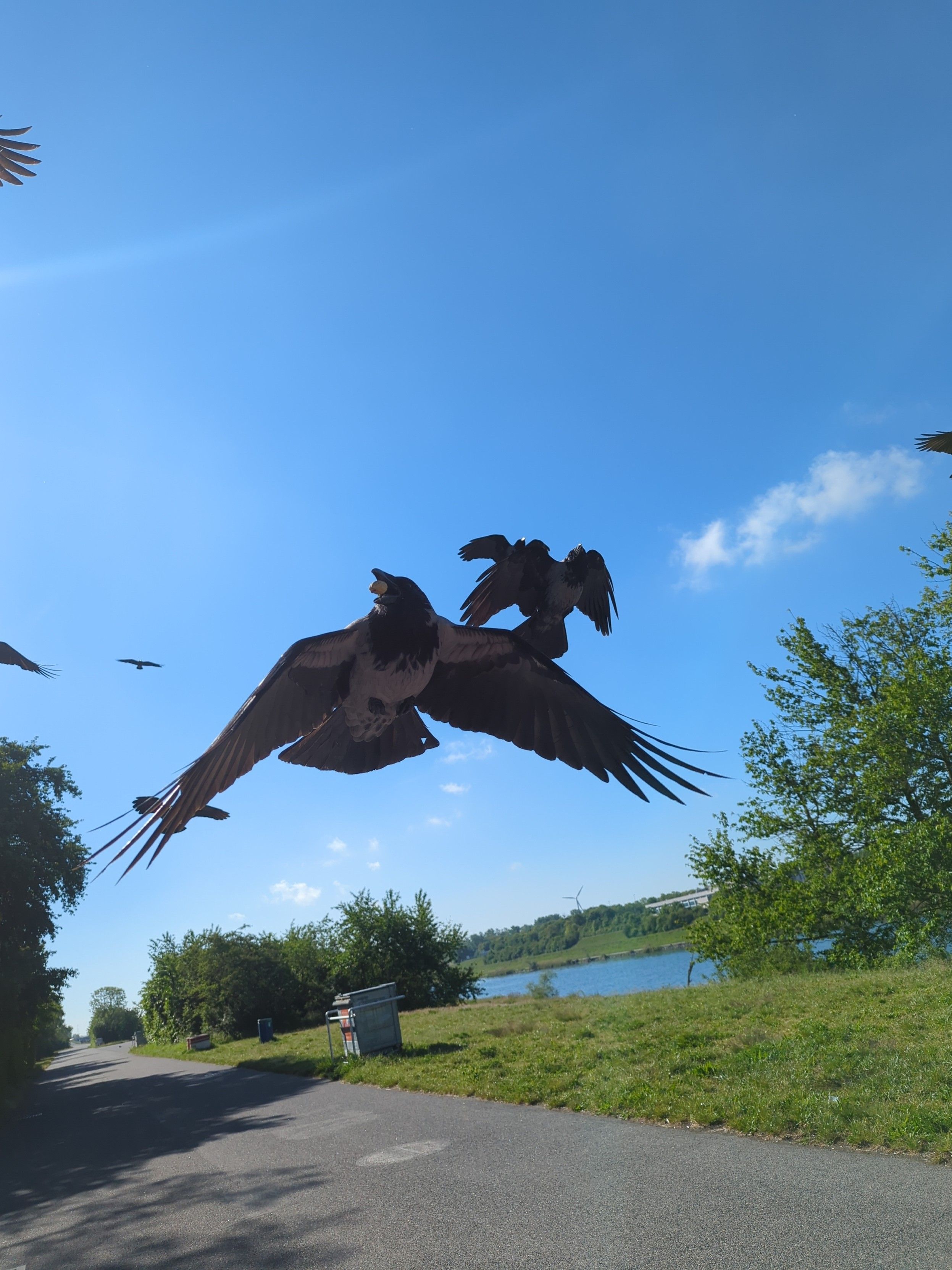 Foto nach hinten während des Radfahrens, mehrere grau-schwarze Nebelkrähen fliegen direkt hinter mir, die vorderste hat eine Erdnuss im Schnabel, aber den Schnabel nicht geschlossen, sondern einen Spalt weit offen, so dass die Nuss frei schwebt.