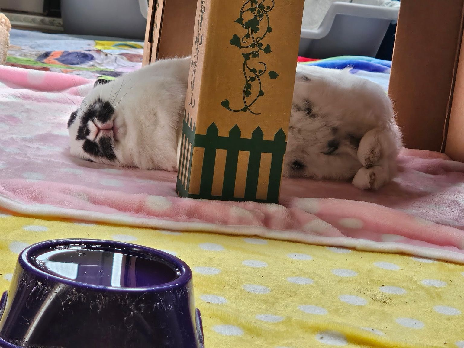 A peaceful bunny smiles as she lies flopped under her basking lamp and kissing both. Back thumpers are to the side and parallel. Beloved water dish is in foreground.