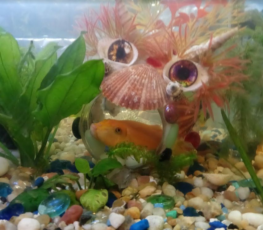 Close up of Minion with inhabitant yellow algae eater.