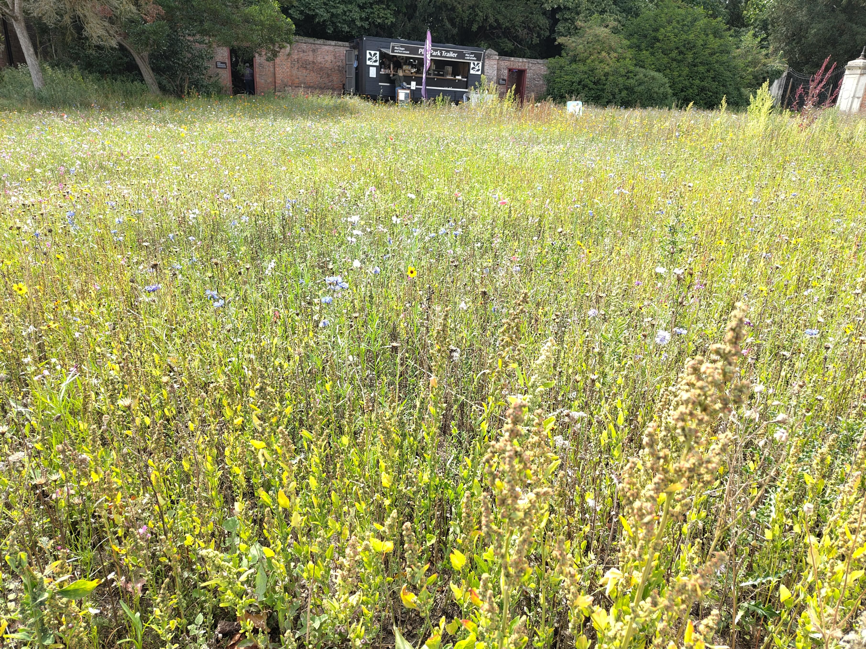 A small meadow of tall wildflowers with many different colours.