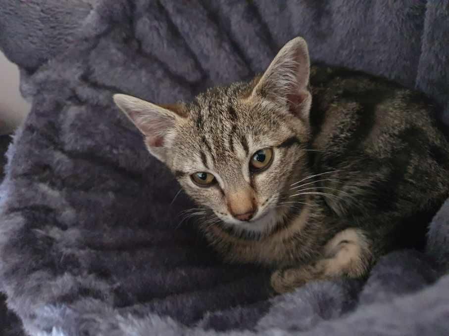 Une chatonne tigrée en bonne santé, mais maigre, le visage en triangle. Elle est dans un dodo hamac d'arbre à chat.