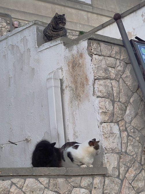 Foto di un muretto bianco. Sulla parte bassa del muretto ci sono due gatti appollaiati vicini tra loro. Sulla parte alta, sopra i primi due, un altro gatto è appollaiato, sovrastandoli