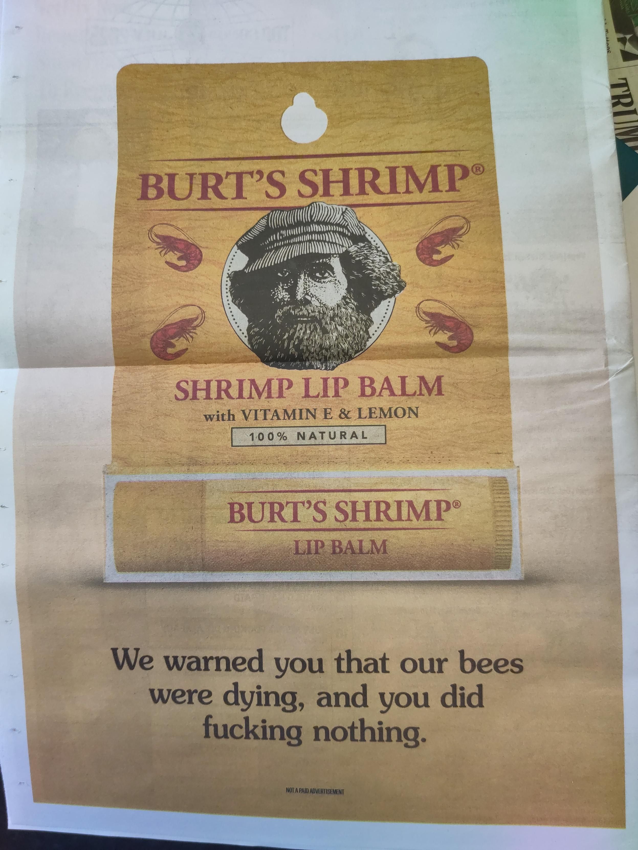Back page "ad" on latest issue of The Onion. The color palette is orange-yellow background with red lettering and the black and white image of a bearded older man with a hat, akin to the color palette, font, and imagery used to market Burt's Bees products. The lettering across the top reads, "Burt's Shrimp." Beneath the man's image it says, "Shrimp Lip Balm with Vitamin E and Lemon, 100% natural." Below that, there is a picture of a lip balm tube, horizontal, which says, "Burt's Shrimp Lip Balm." Then, the ad print beneath that image says, "We warned you that our bees were dying and you did fucking nothing."