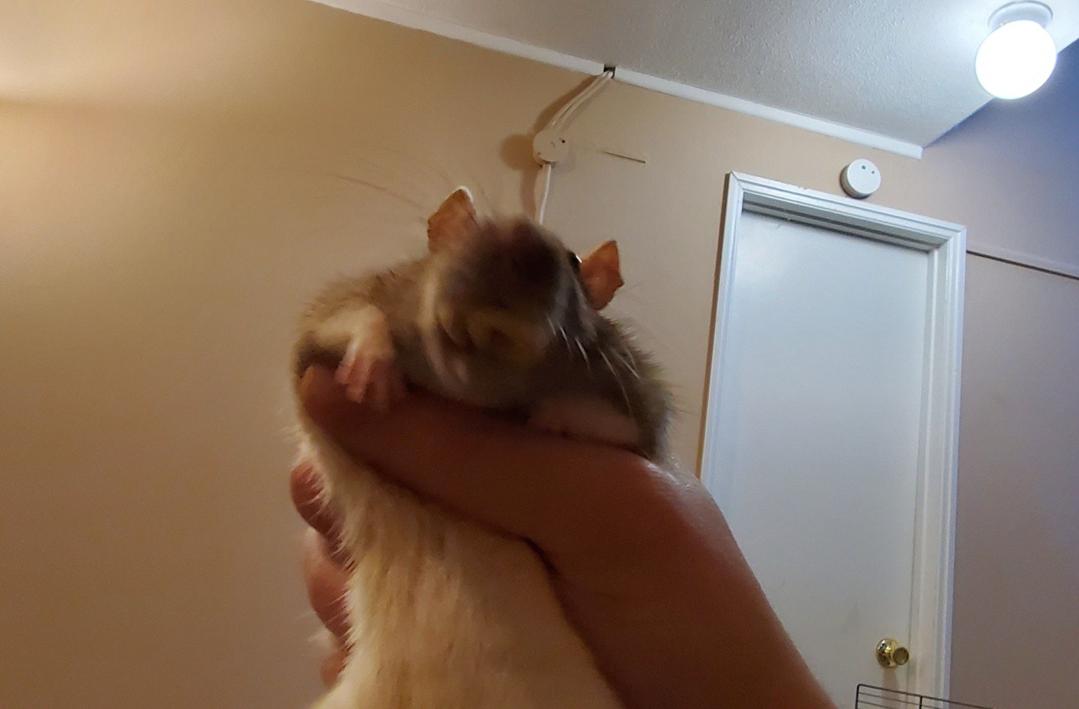 a rat, held aloft in a fist as if she stole something. her mouth is full of stolen cheerios. she regrets nothing.