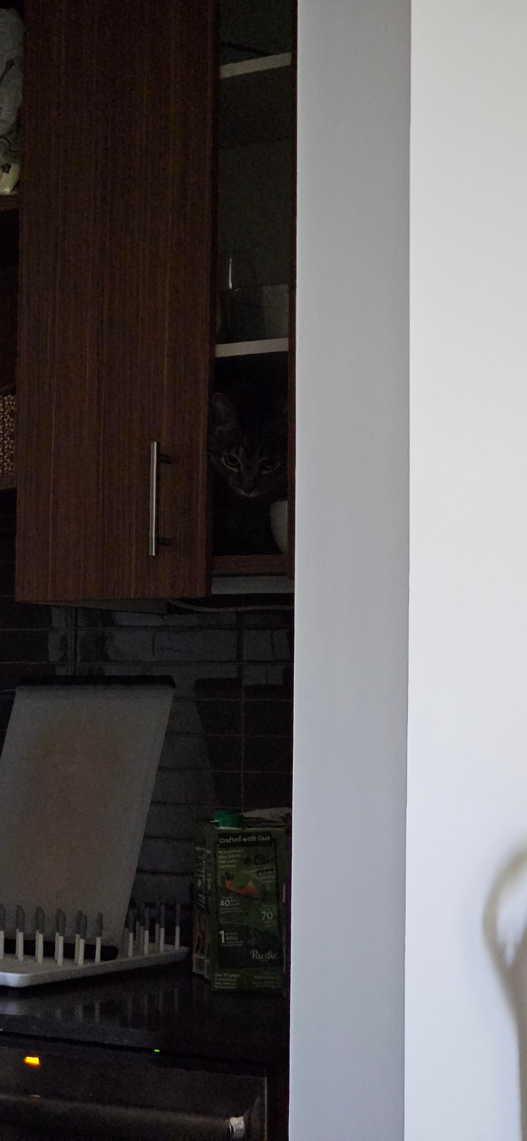 Momo staring out of a cabinet in my kitchen.