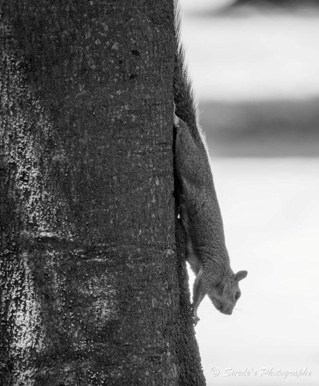 "In this striking black and white photograph, an eastern gray squirrel (Sciurus carolinensis) is caught mid-motion, descending the side of a tall, rugged tree trunk. The squirrel clings effortlessly to the bark, its nimble claws gripping the vertical surface with confidence. Its bushy tail arcs above, a silken plume that seems to shimmer in grayscale against the blurred background. The texture of the tree bark is coarse and deeply grooved, creating a stark contrast to the squirrel’s smooth, silvery fur. The squirrel’s face is turned slightly toward the camera, wide eyes alert, whiskers reaching forward like tiny antennae sensing the world below. Light filters from the side, casting soft shadows that highlight the tension and grace in its poised movement. There’s a quiet urgency in the scene—a silent drama played out in tones of shadow and light." - Copilot
