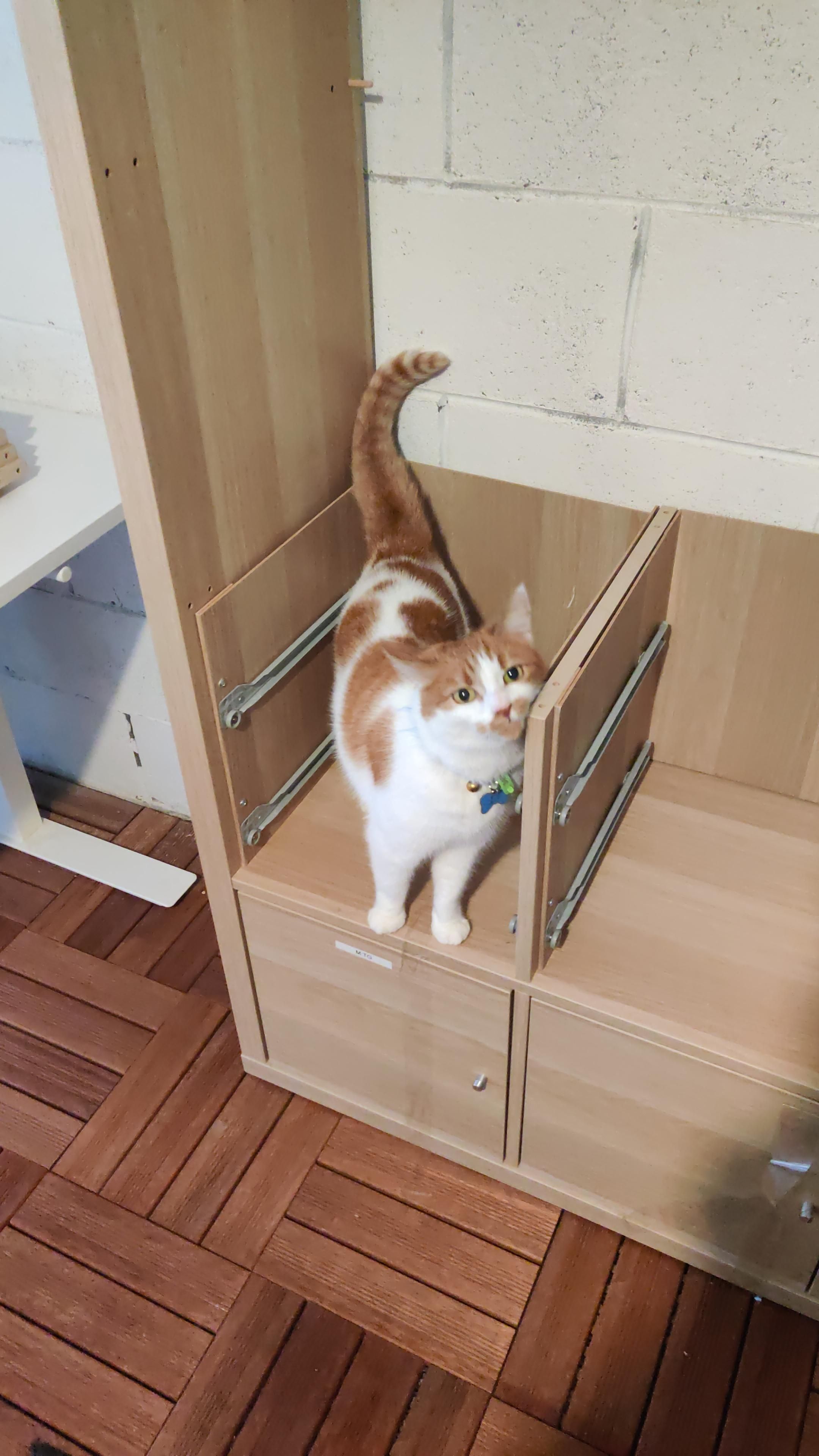 Queen Felicia, a white and orange cat, helping inspect a partially constructed flatpack bookshelf. She's cute AF