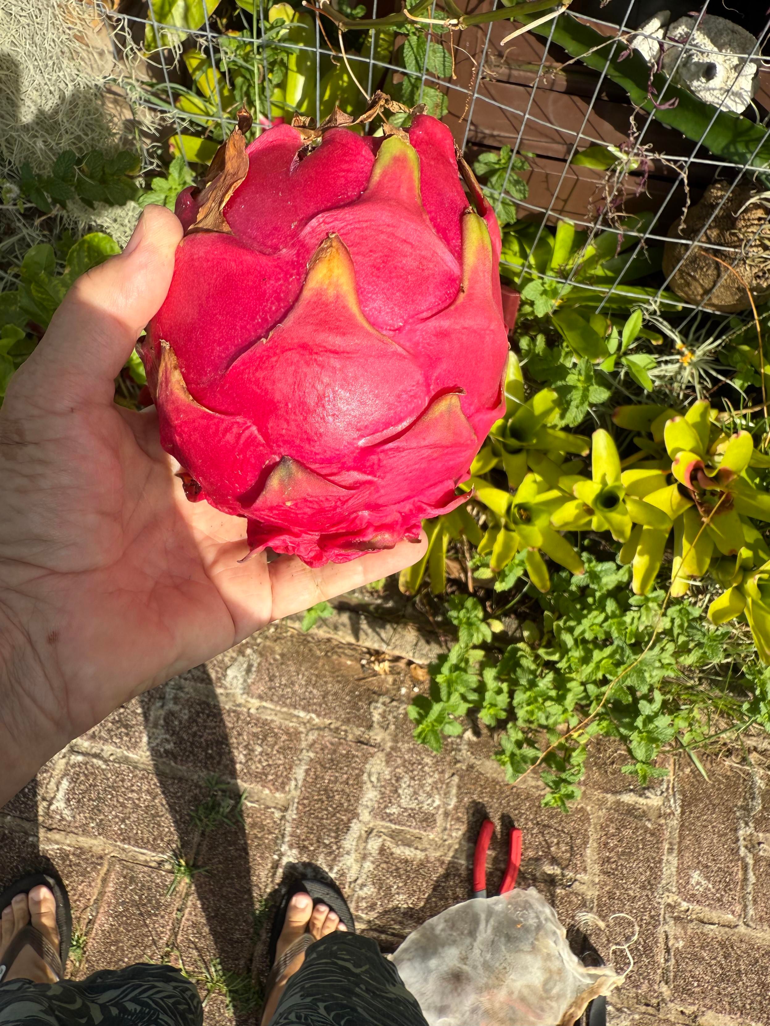 Hand holding a softball sized shiny dark red fruit with outer surface supposedly resembling a dragon's scales