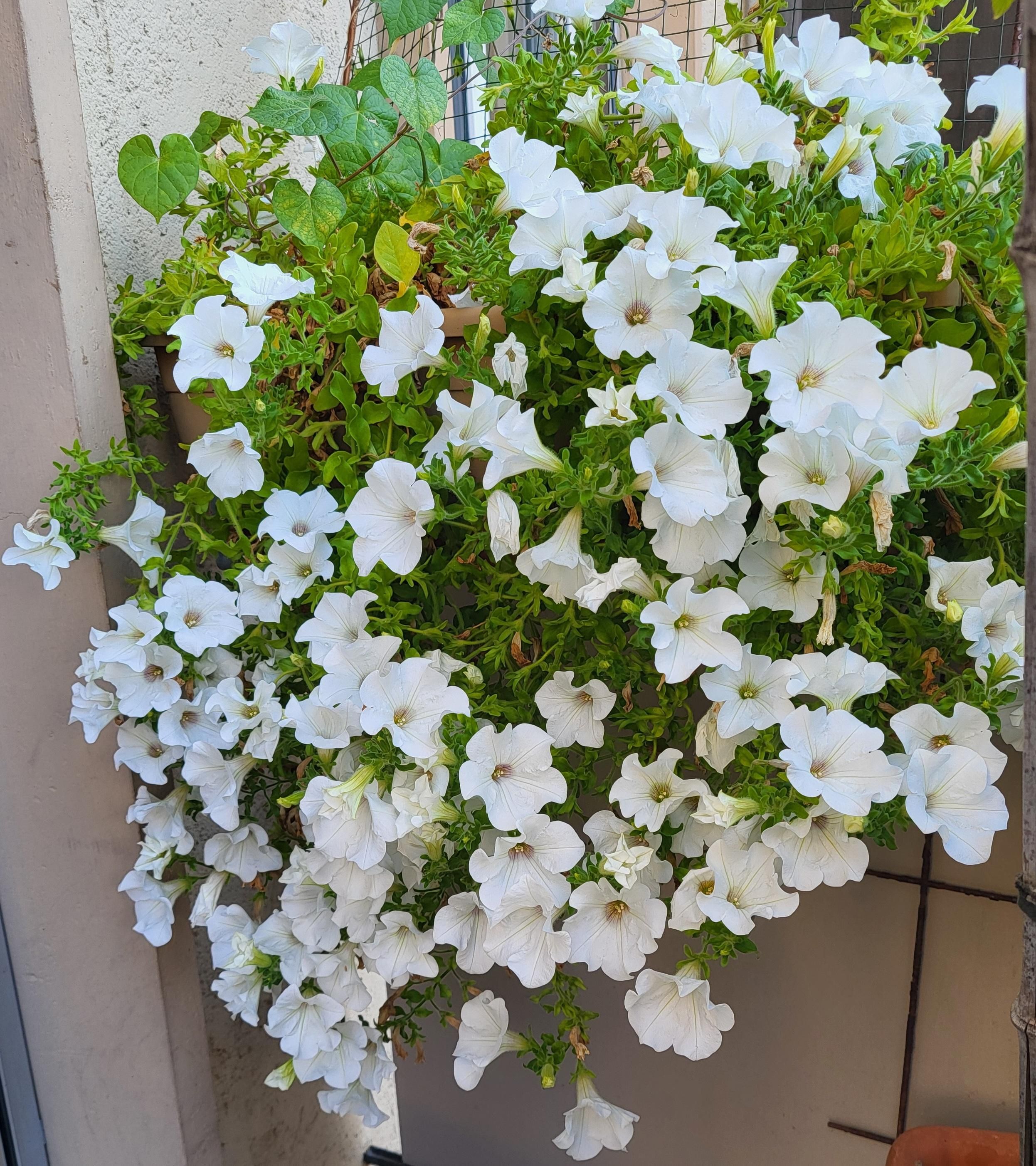 Cascade de pétunias blancs