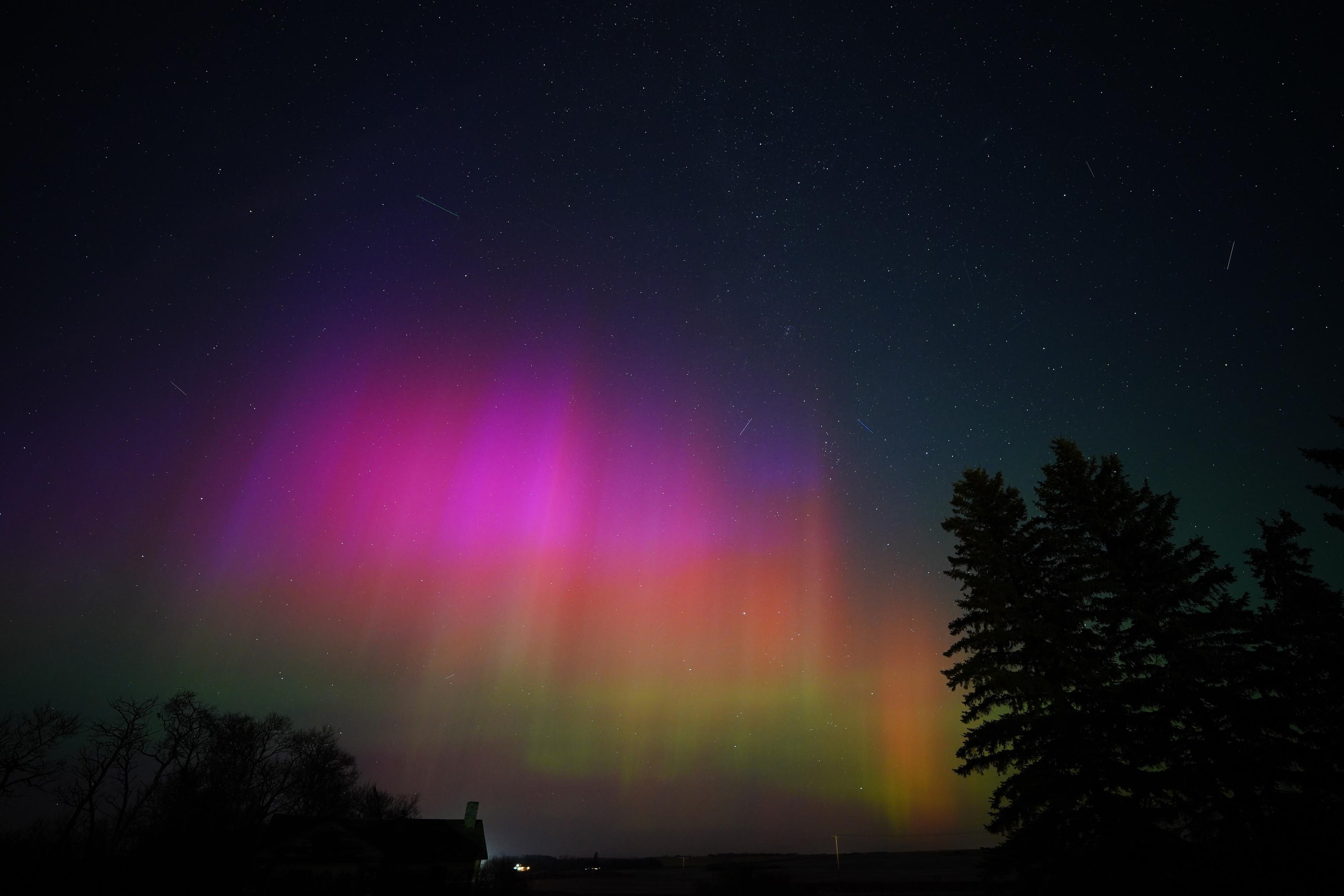 A patch of bright auroras, made up of columns that all start bright green at the bottom, transition to orange further up, then bright pink, then purple.  There are silhouetted trees in front, and some satellite streaks behind.