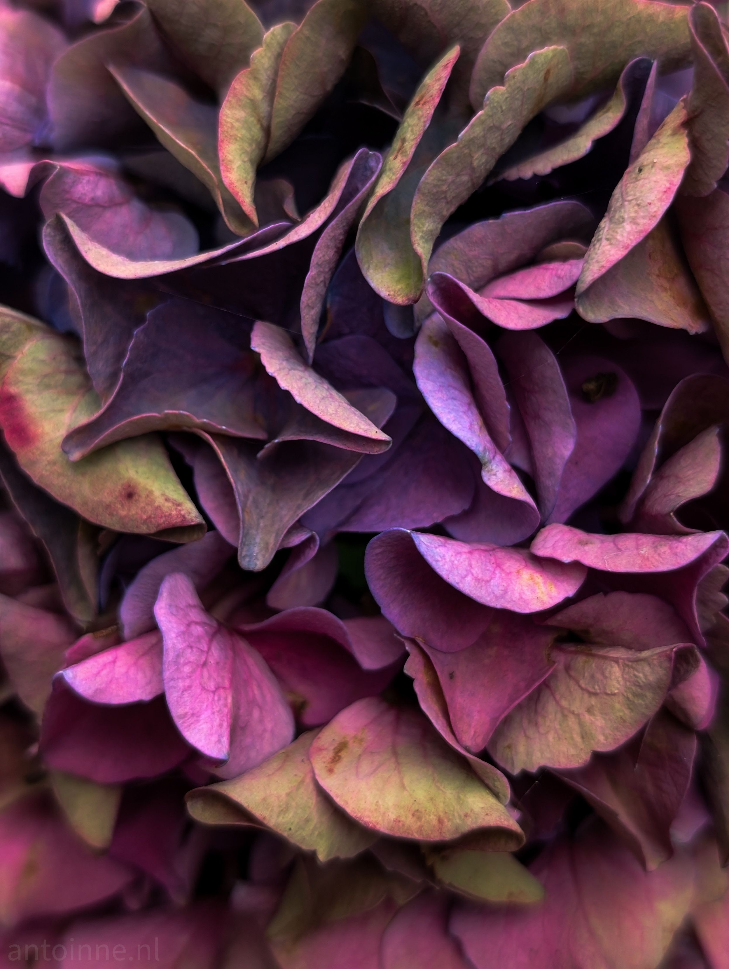 A fading hydrangea, filling the entire frame with the intricate details of the petals. The dominant colors are deep purples, magentas, and dusky pinks, which are transitioning to muted greens and faded yellows, particularly at the edges of the petals. This color palette gives the image a moody, somewhat melancholic feel, suggesting the end of a bloom's life cycle.