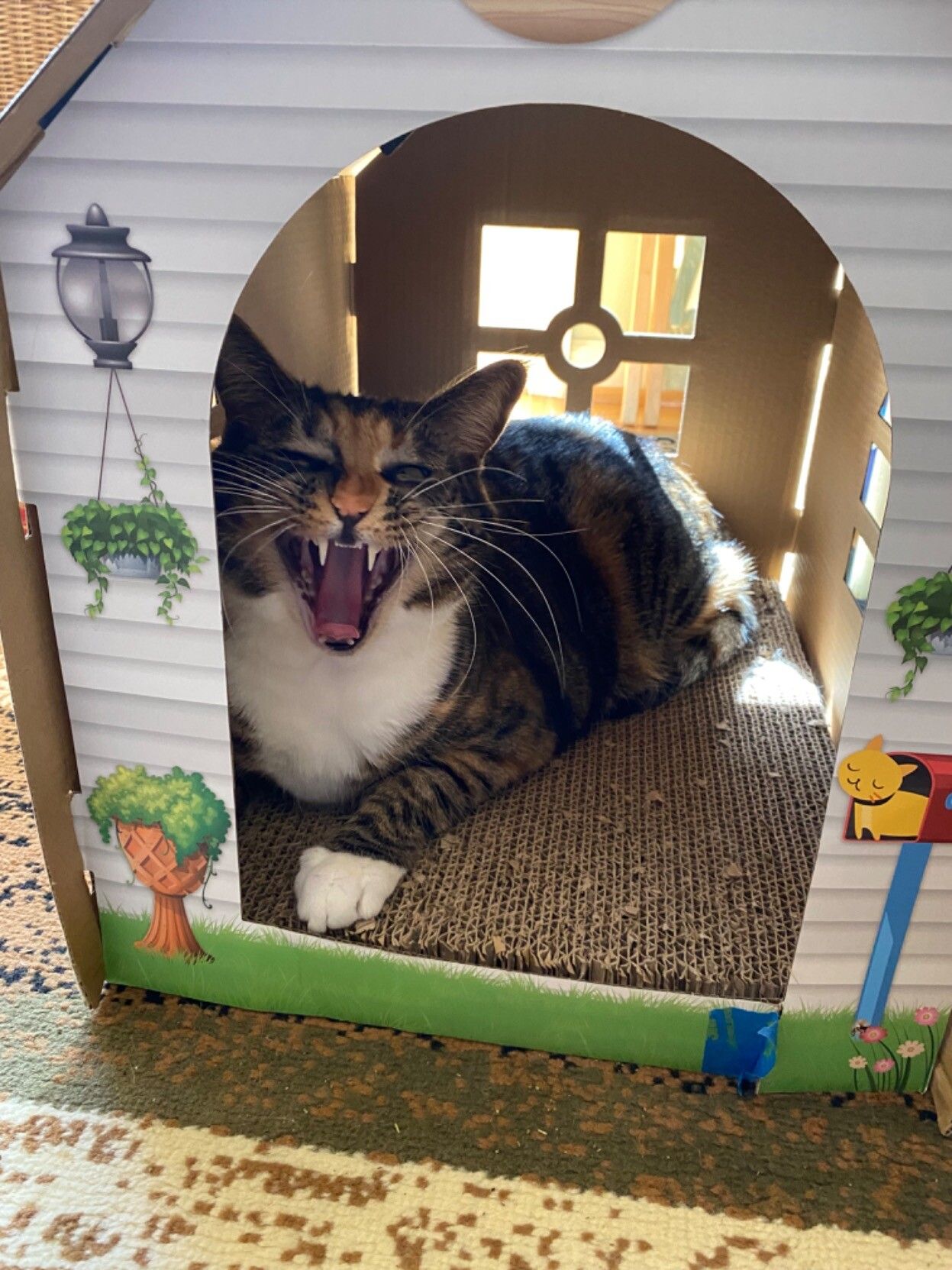 Melody is a chubby torbie, a tortoise shell tabby. She has yellow-green eyes, an orange nose, four white paws and a white tummy and bib. She is inside a cardboard cubby shaped like a little house. She is sitting on the scratcher and facing the door with one paw forward. She is in the midst of a huge yawn that makes her look as if she is laughing hilariously.