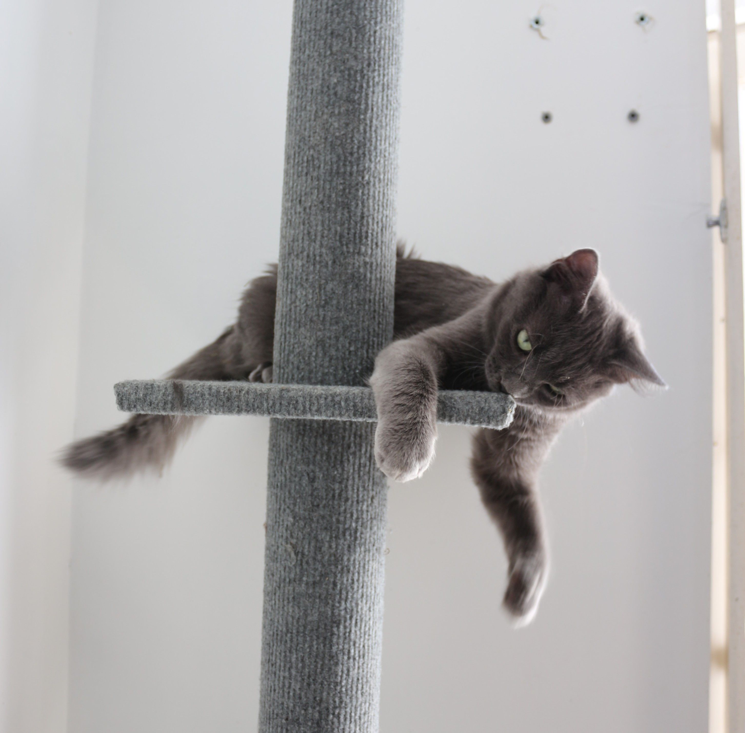 Verlaine, un grand chaton bleu à poils longs plaqués sur le corps, la queue en panache et les yeux verts, allongé sur la plateforme d'un arbre à chats.