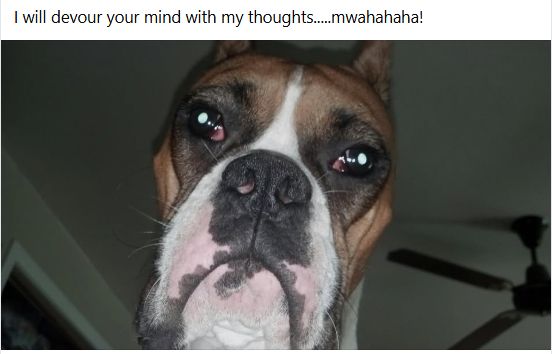 A close up of a fawn boxer with a black nose and white flas on his face, standing over his owner.
