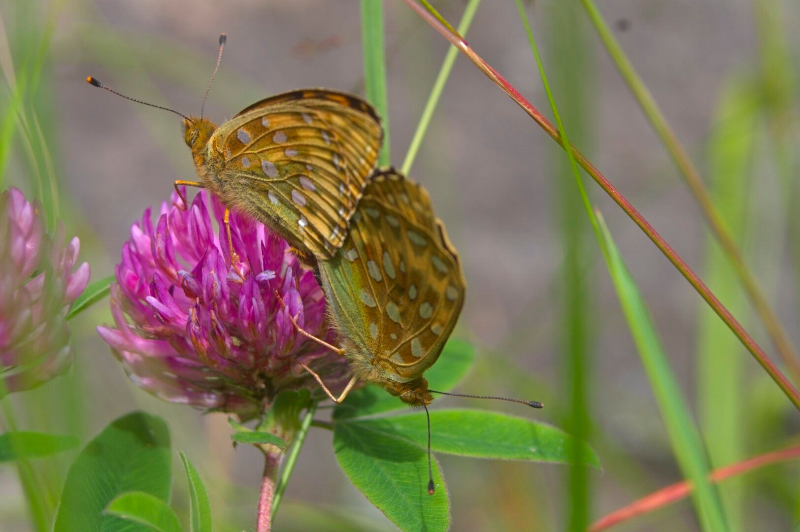 Two butterflies on a pink flower