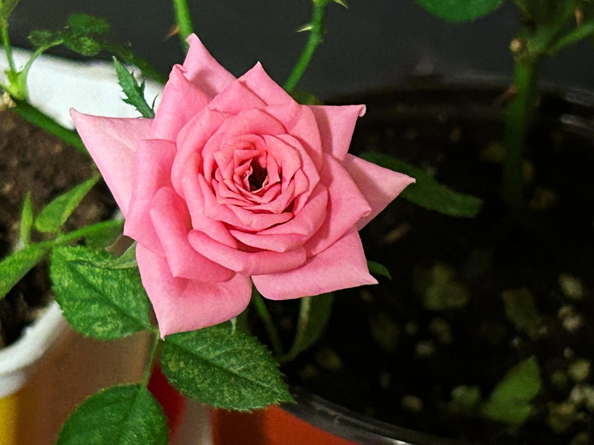 Closeup of a single lovely pink rose. A few leaves and prickly stems can be seen behind in the mostly dark background.