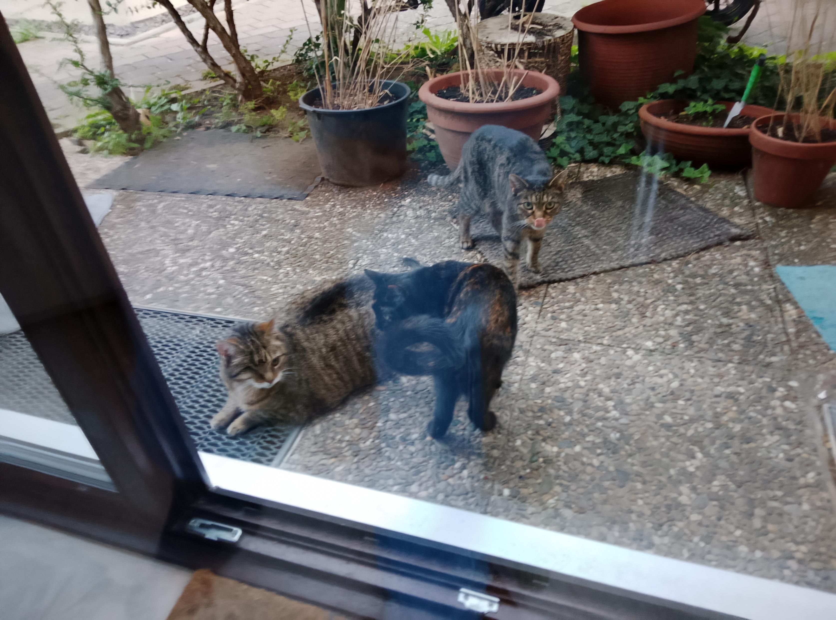 Harley and Pussy greet Yoshi, who's woozy from drugs. 