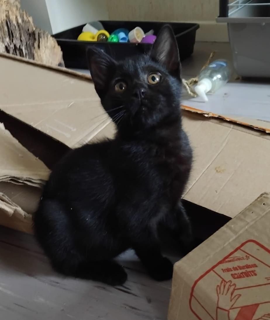 cassis, un chaton noir aux yeux bruns, assis au sol, qui regarde en l'air, une patte à demi-levée.