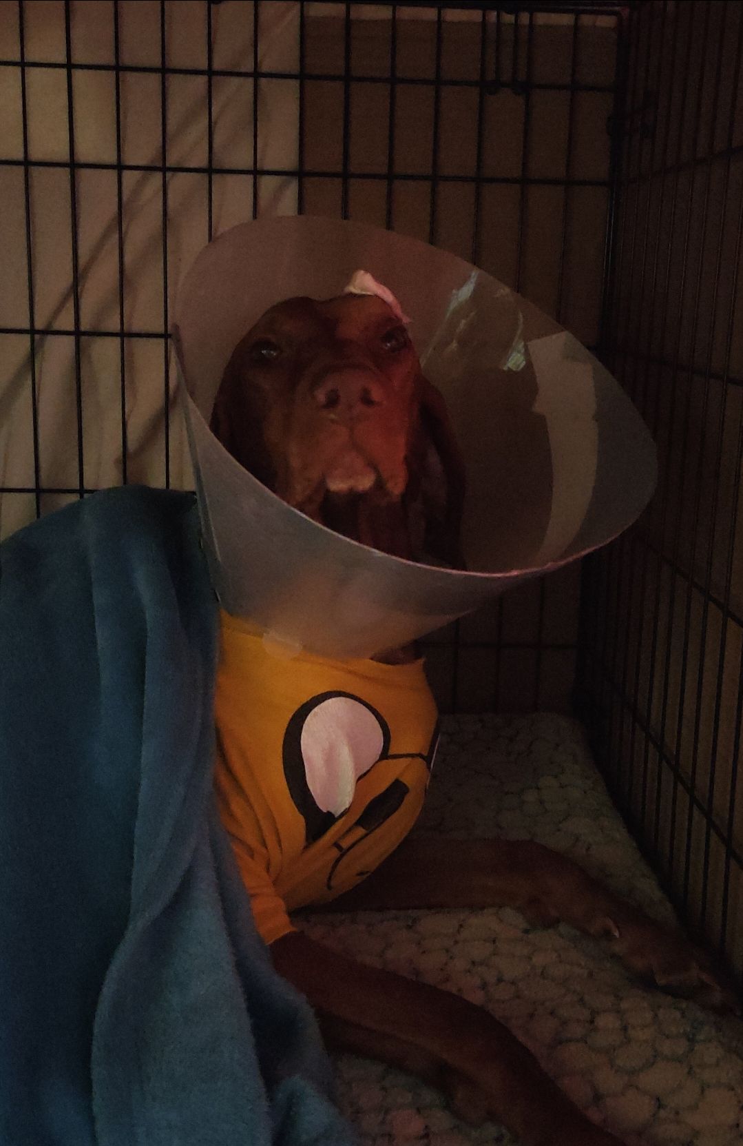 Mia, bracco ungherese di 6 anni e ½, con collare elisabettiano, maglietta gialla di Jake il cane, coperta azzurra, dentro il kennel.