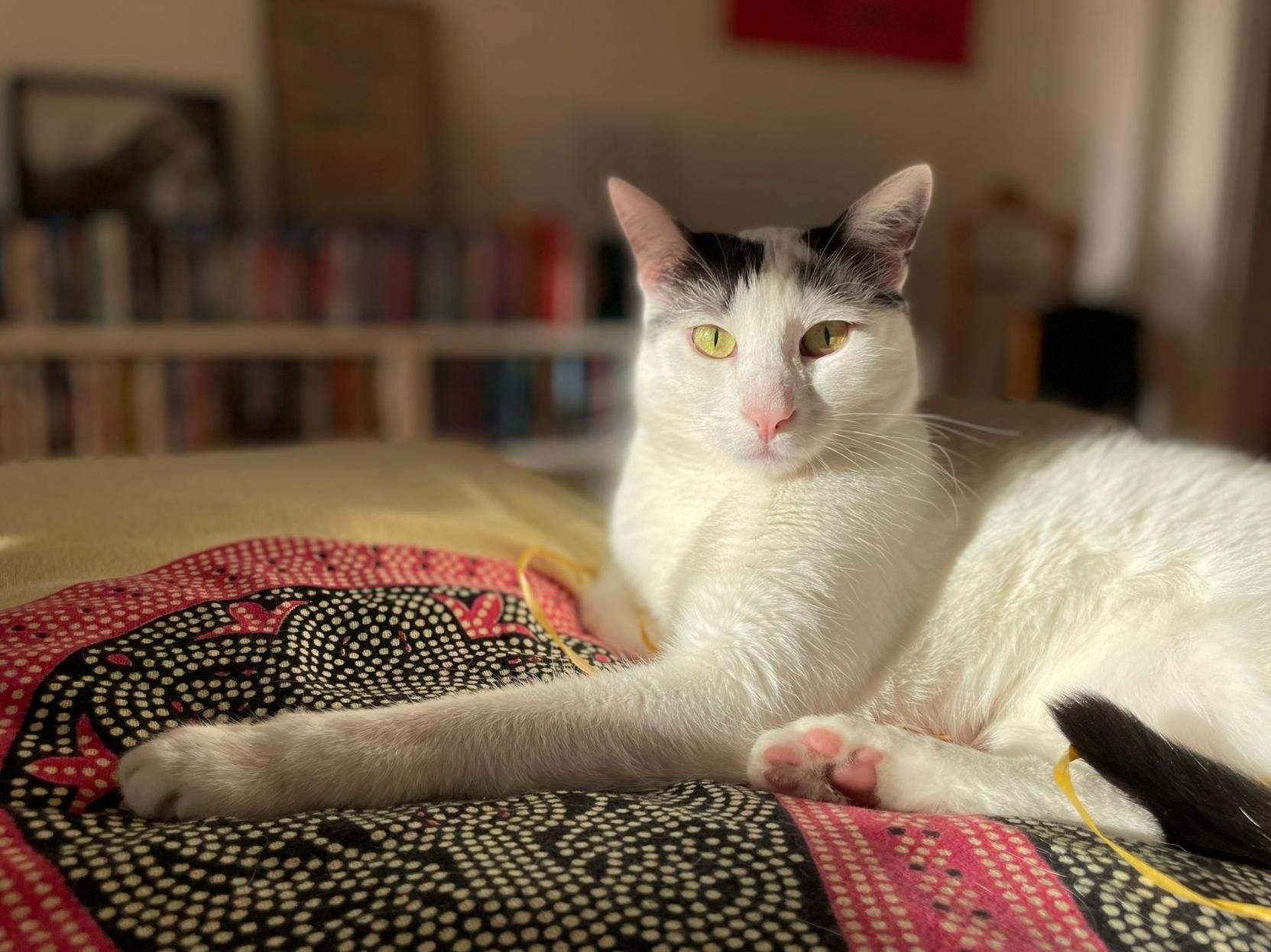 Gatto Coco, bianco con macchie nere, steso su un letto. La coperta è colorata di giallo, con motivi puntinati in giallo nero e rosso. Coco è illuminato dal sole e guarda verso la fotocamera. Ha l'espressione di chi è consapevole di essere un bonazzo